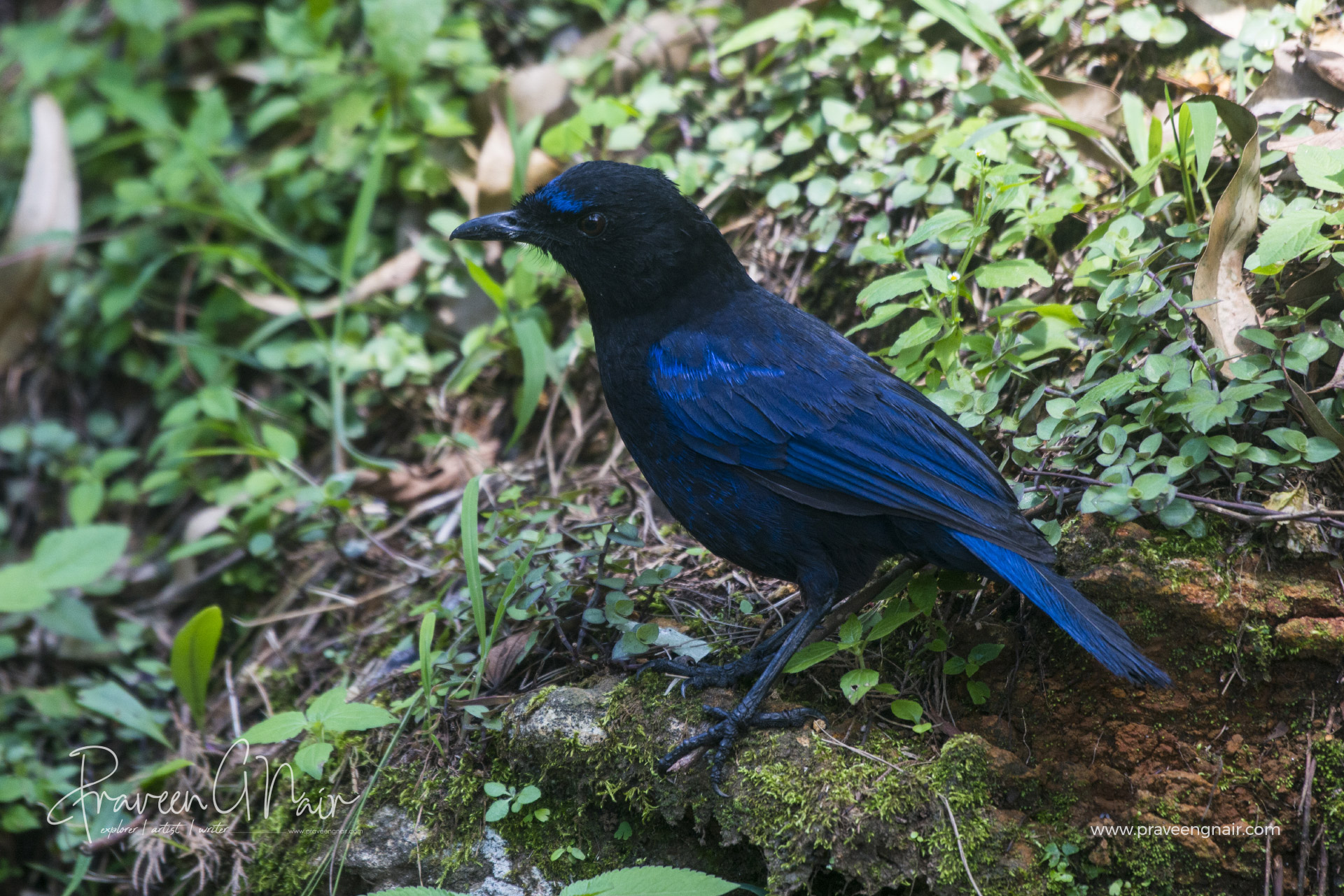 Myophonus-horsfieldii or Malabar-whistling-thrush