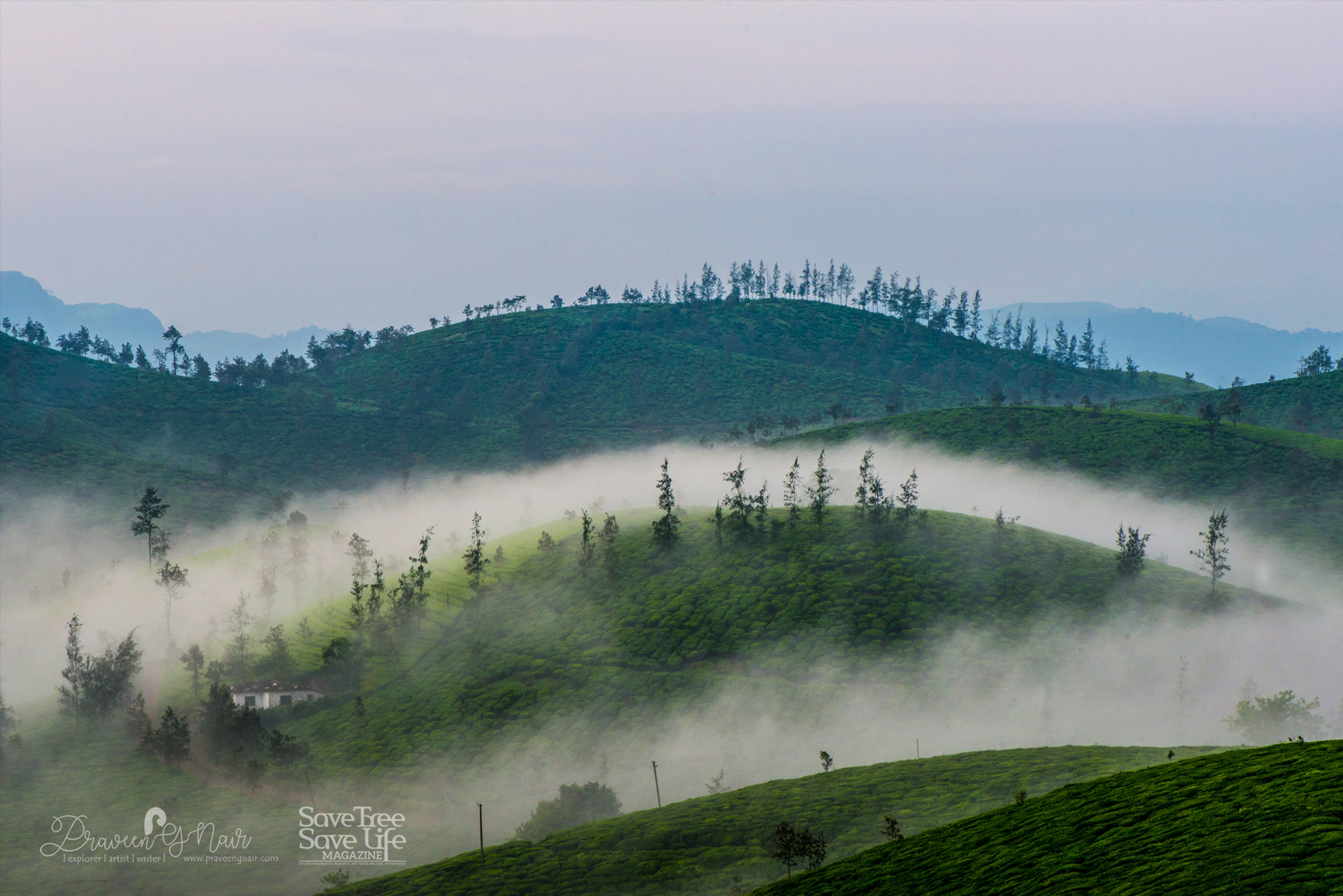 Mystic-morning-in-parunthumpara-tea-plantation