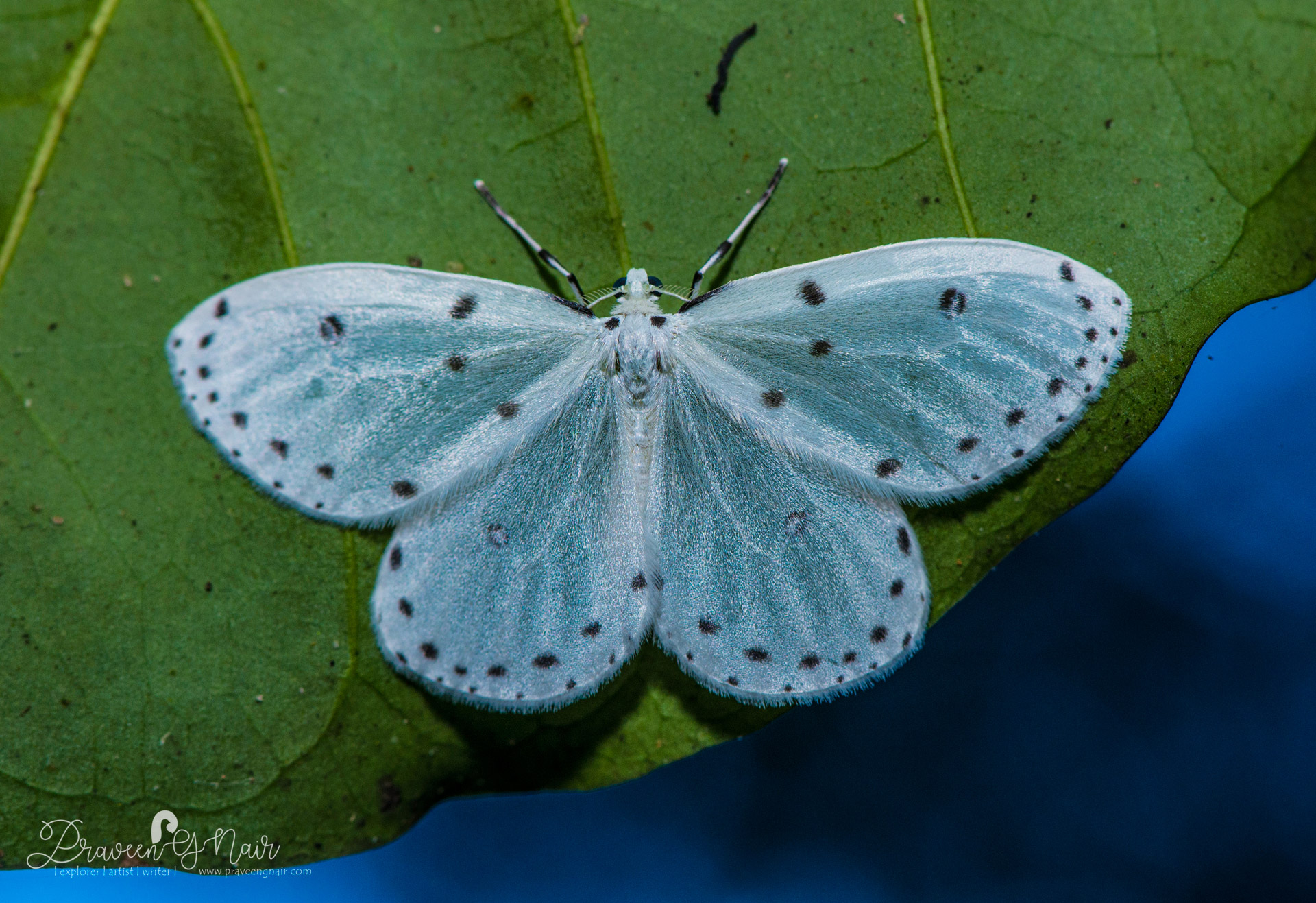 Naxa textilis Walker