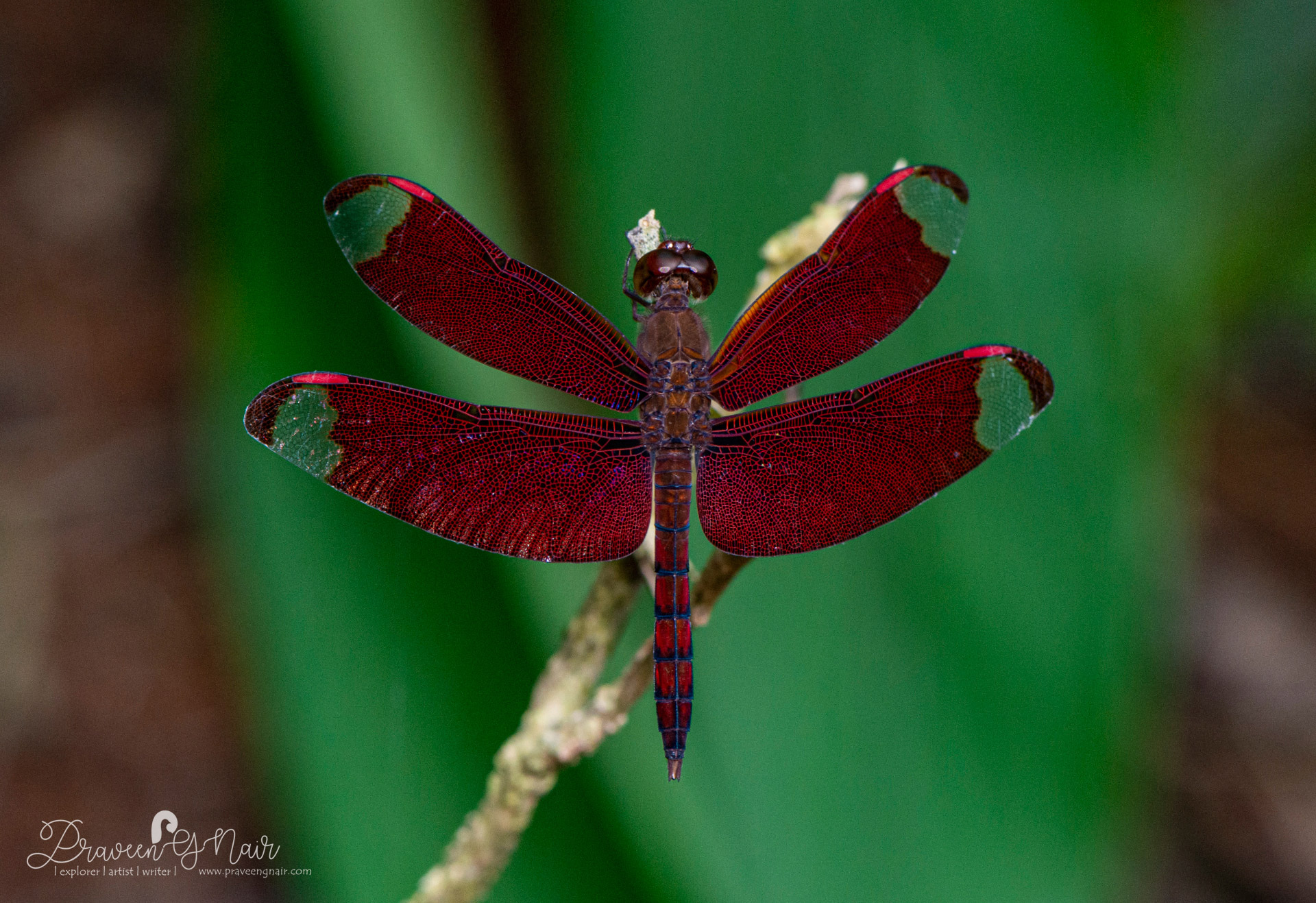 Neurothemis fulvia, fulvous forest skimmer, neurothemis fulvia male