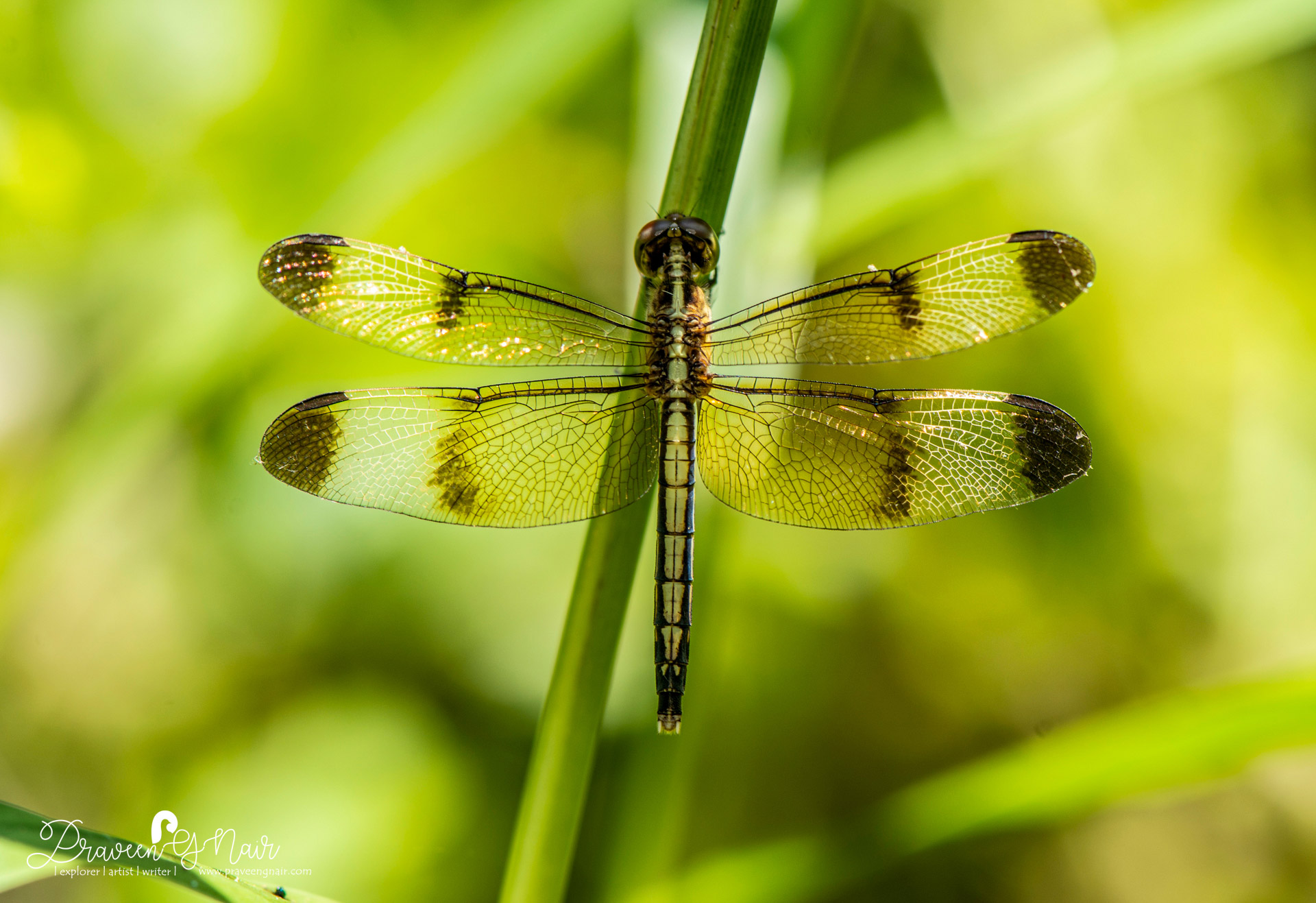 Neurothemis tullia female