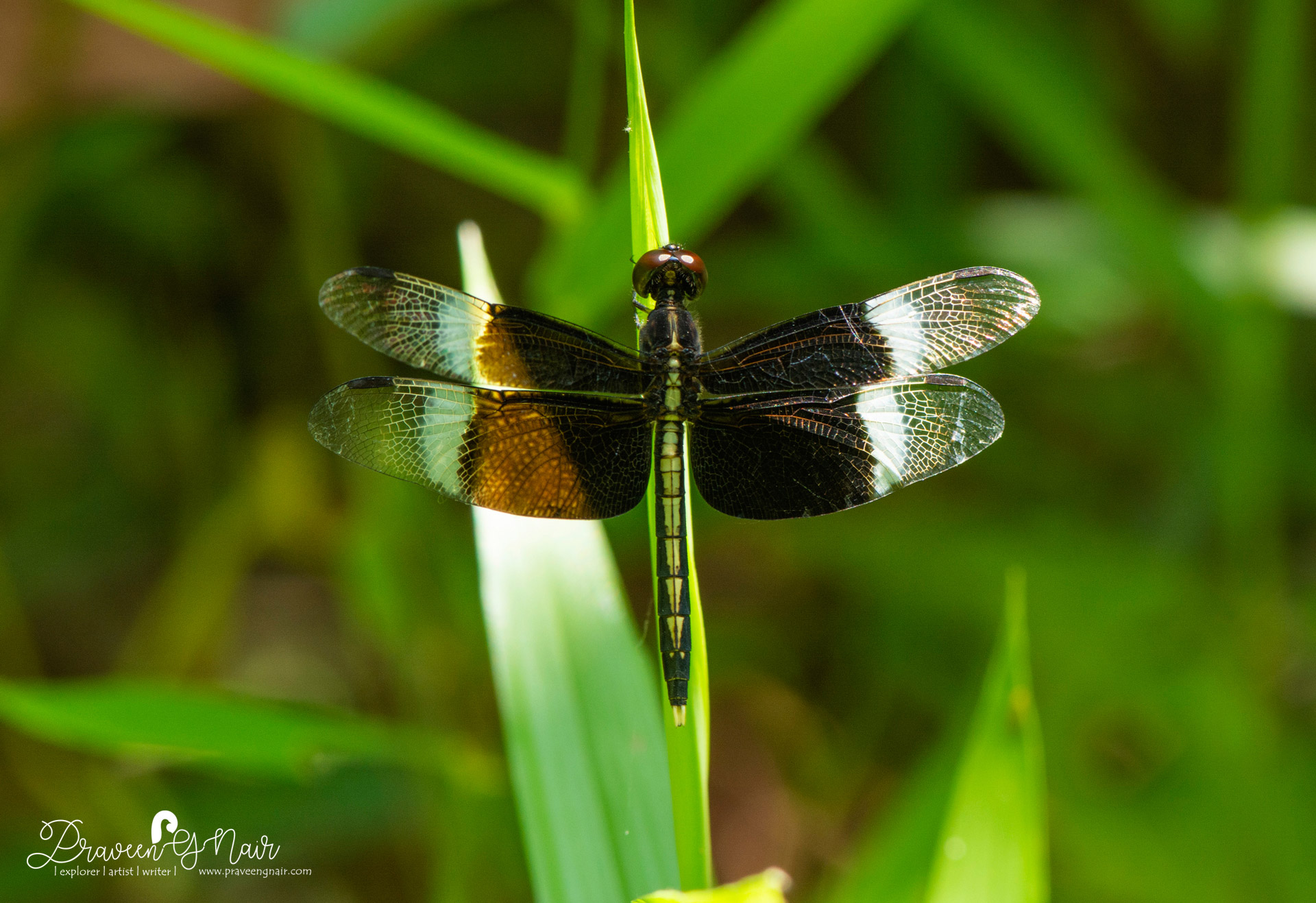 Neurothemis tullia male