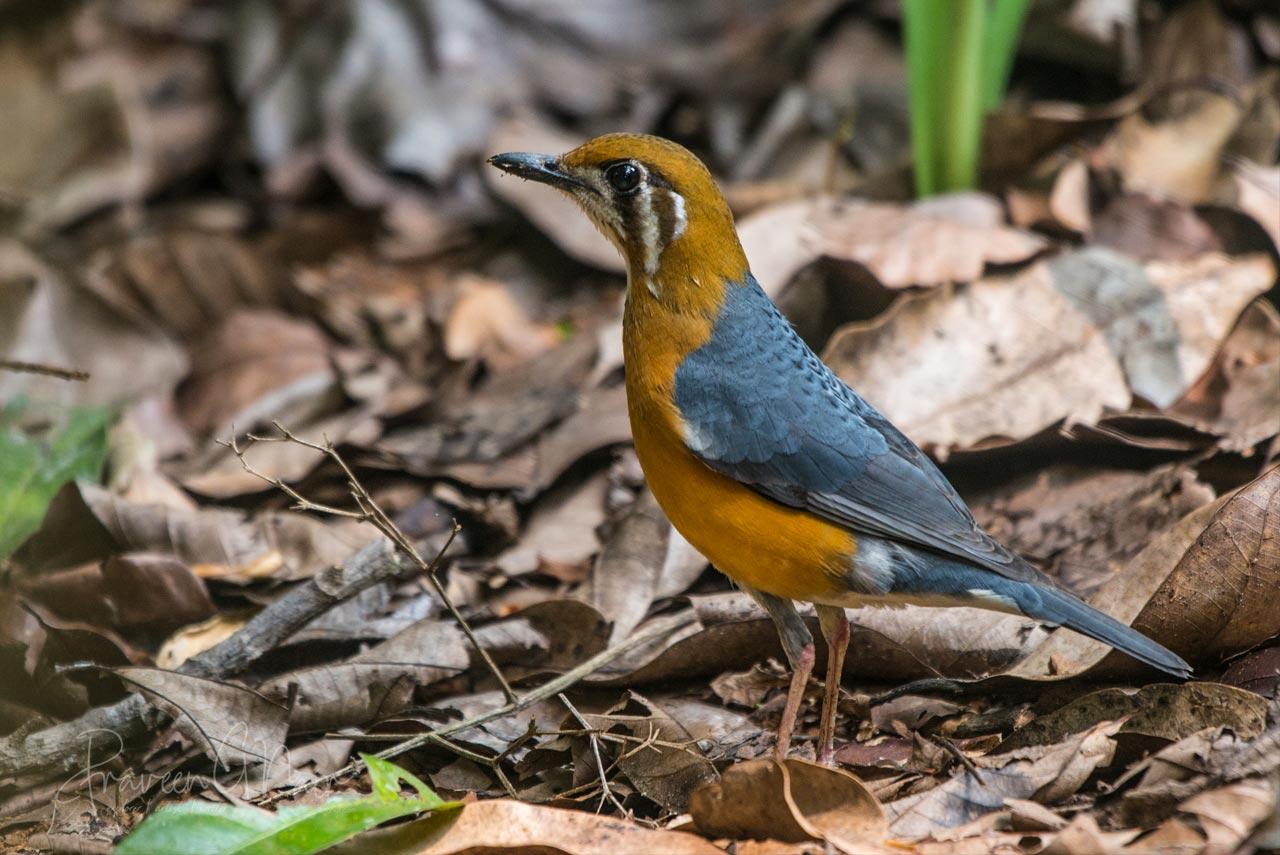 orange-headed thrush or Geokichla citrina