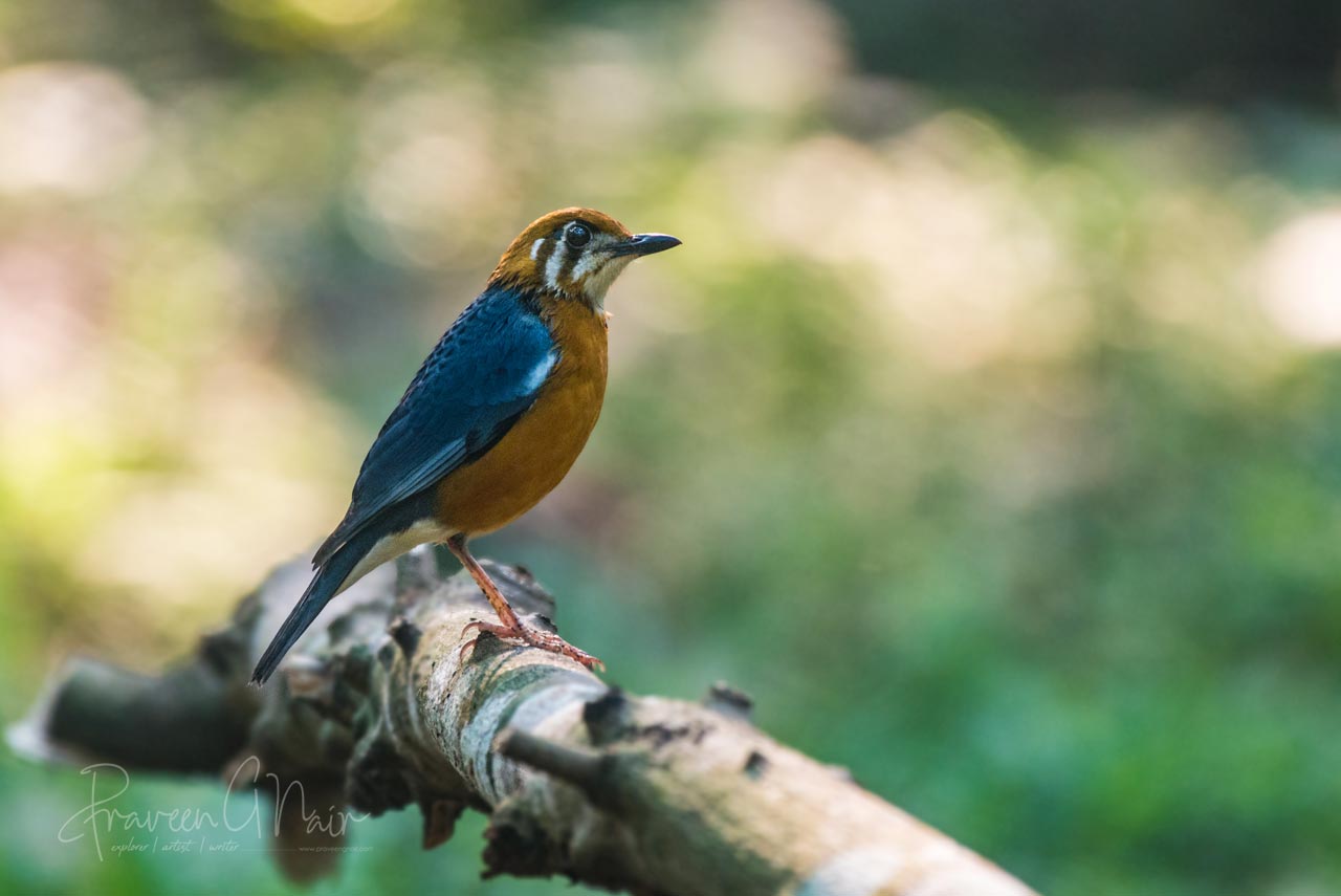 orange-headed thrush or Geokichla citrina
