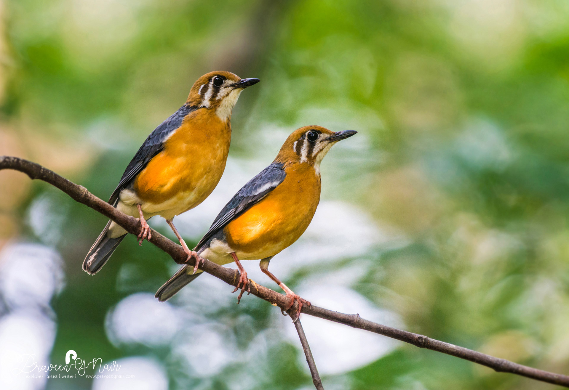 orange-headed thrush or Geokichla citrina