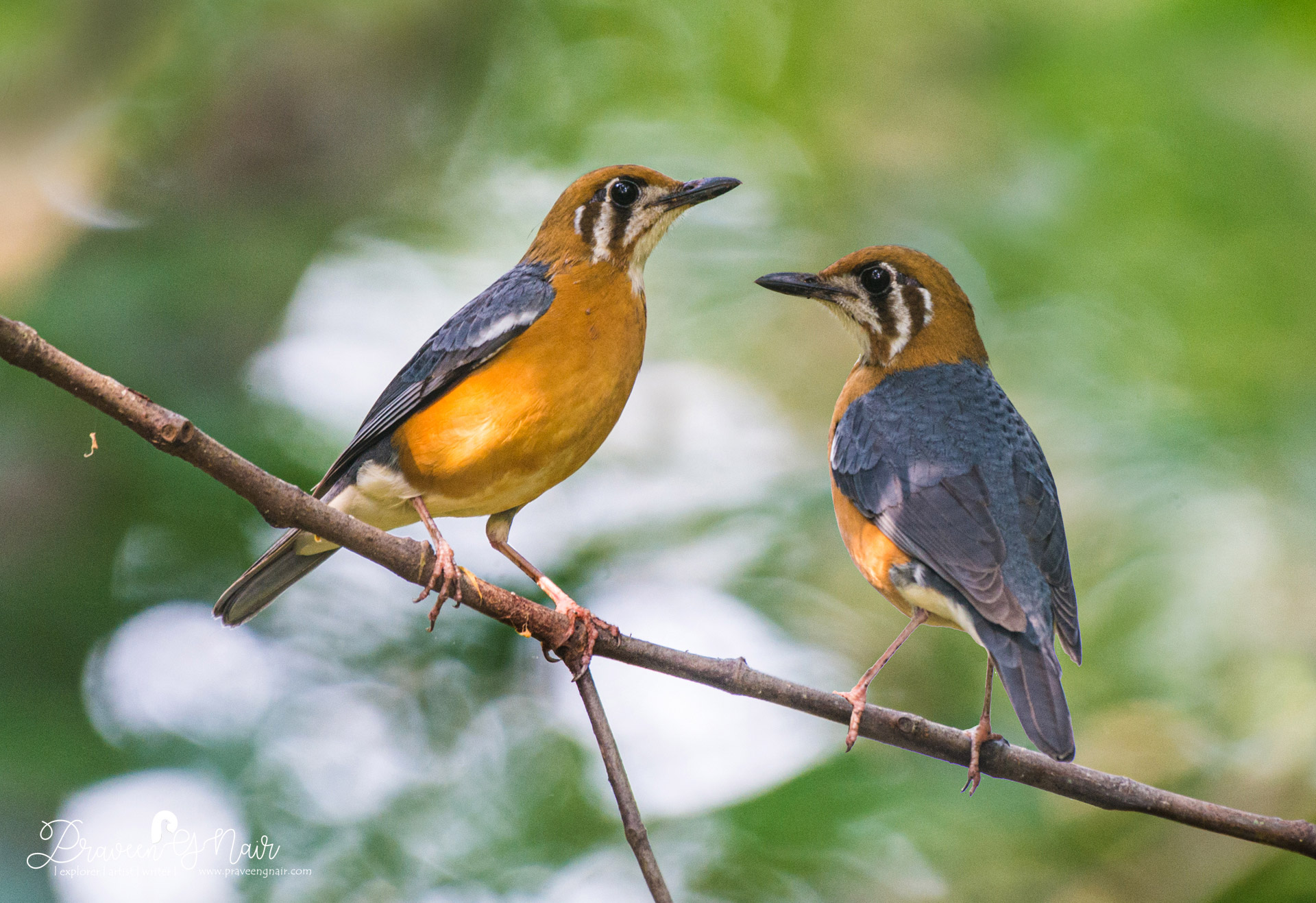 orange-headed thrush