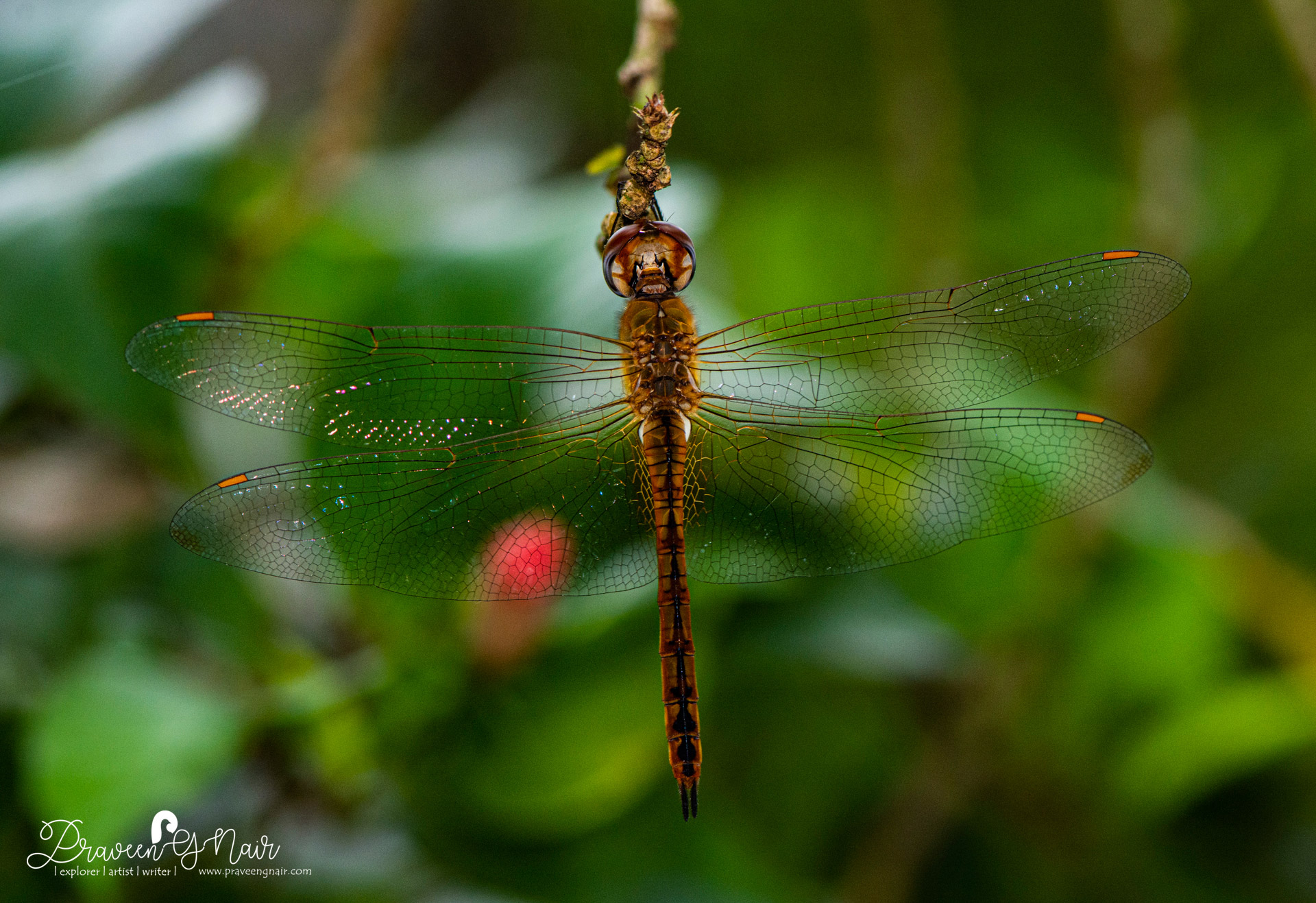 Pantala flavescens female