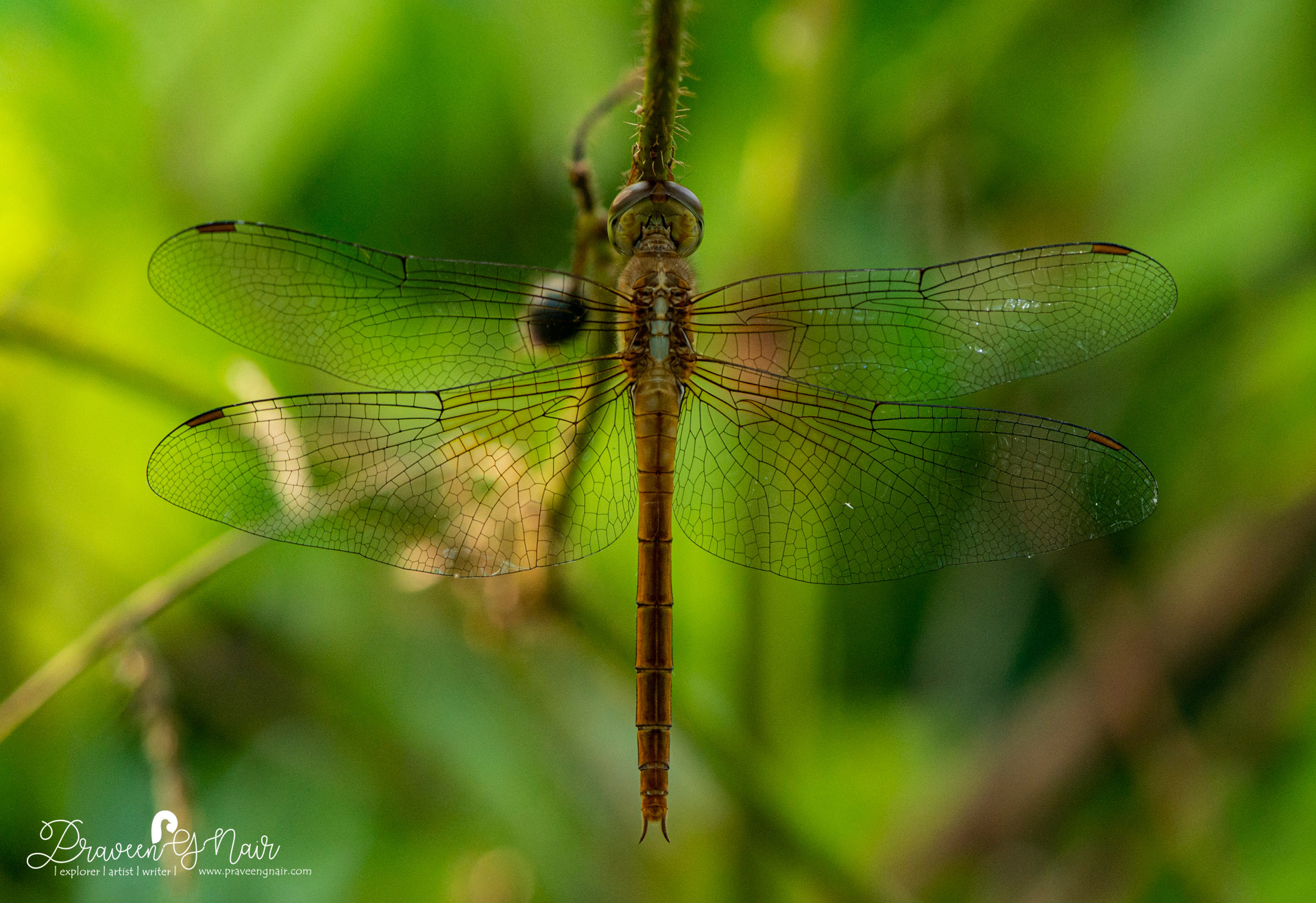 Pantala flavescens female