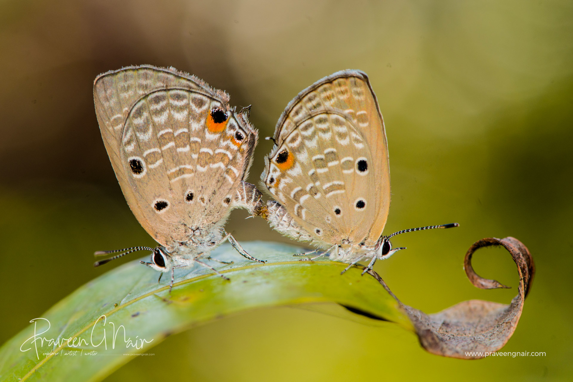 Plains Cupid, Luthrodes pandava, lycaenid, cycad blue