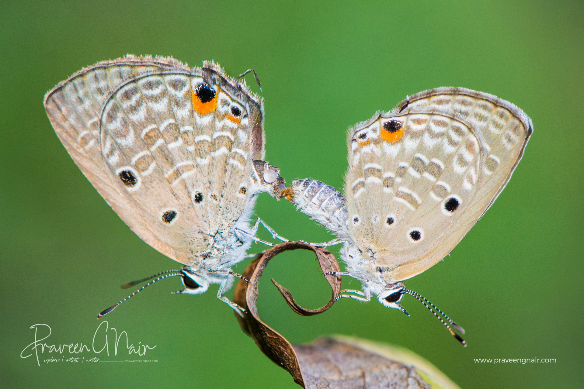 Plains Cupid, Luthrodes pandava, lycaenid, cycad blue
