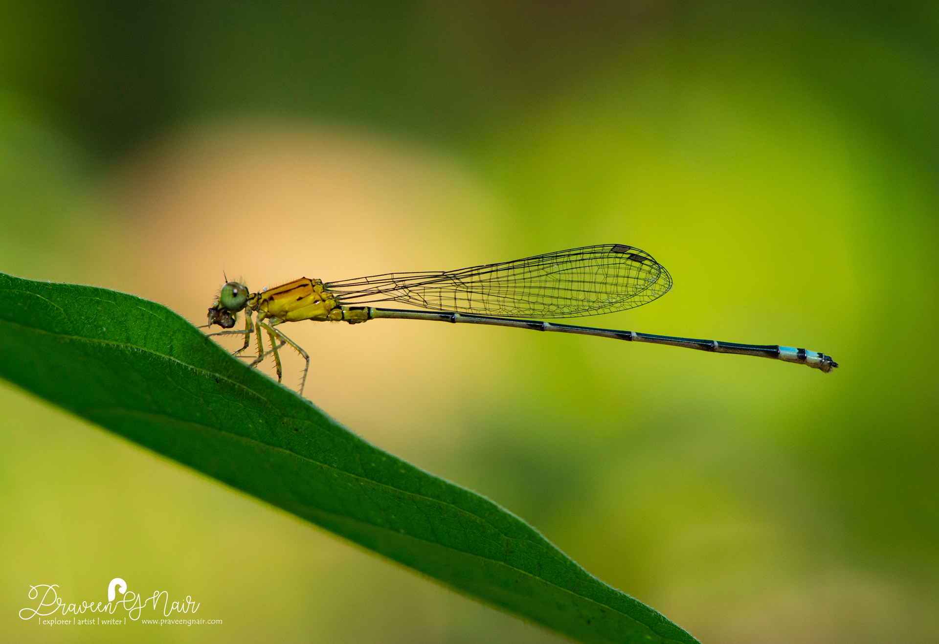 Pseudagrion indicum male, yellow-striped blue dart, yellow-striped dart
