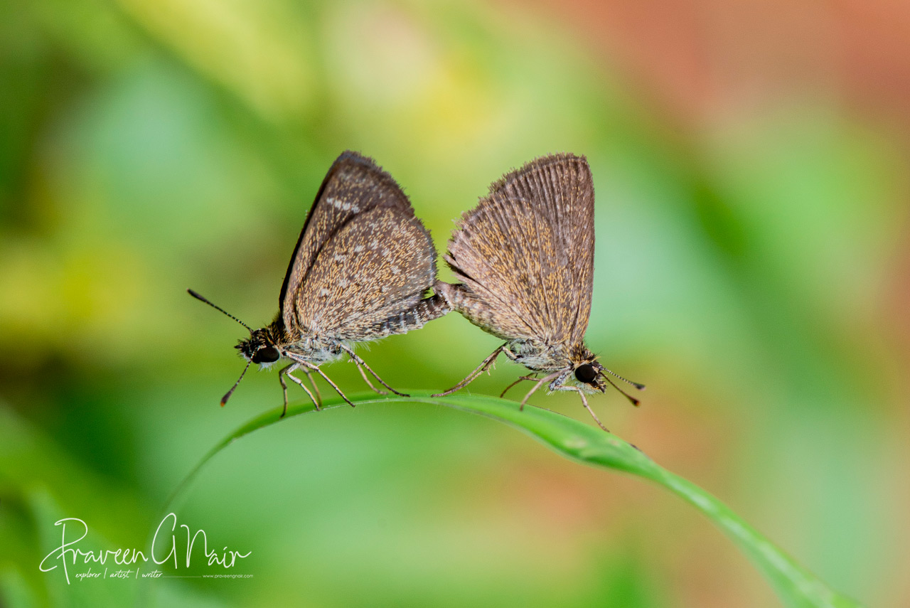 Aeromachus pygmaeus, pygmy scrub-hopper Mating pair