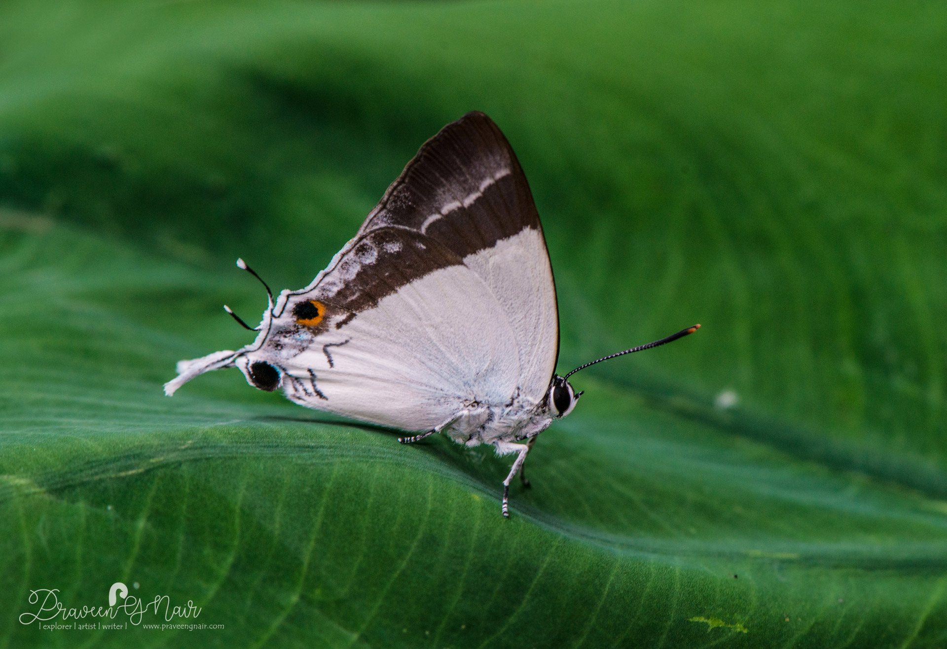 Sahyadri Banded Royal, Rachana jalindra macanita