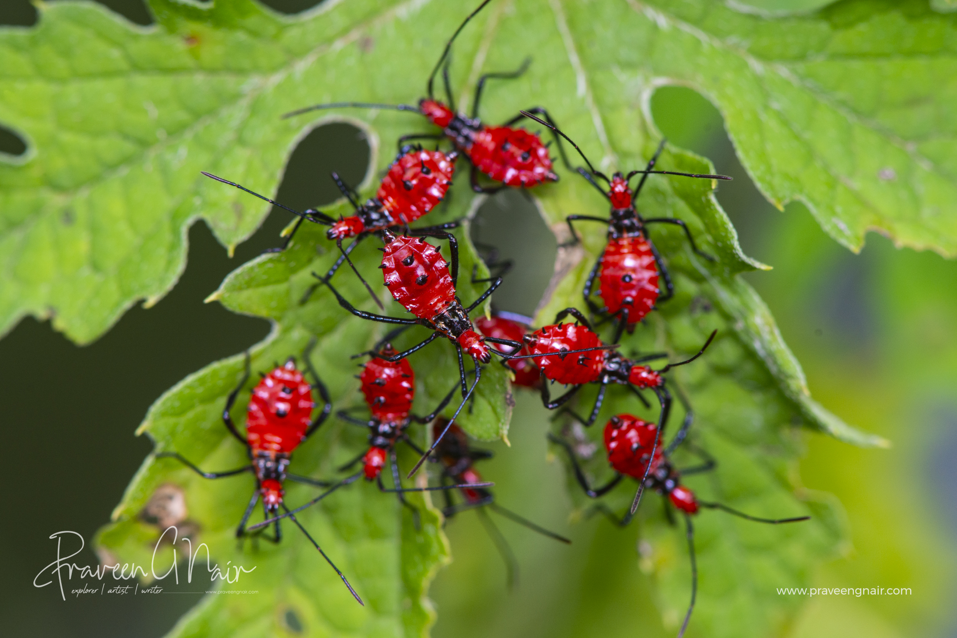 Red assassin bugs, Reduviidae, bitter gourd leaves