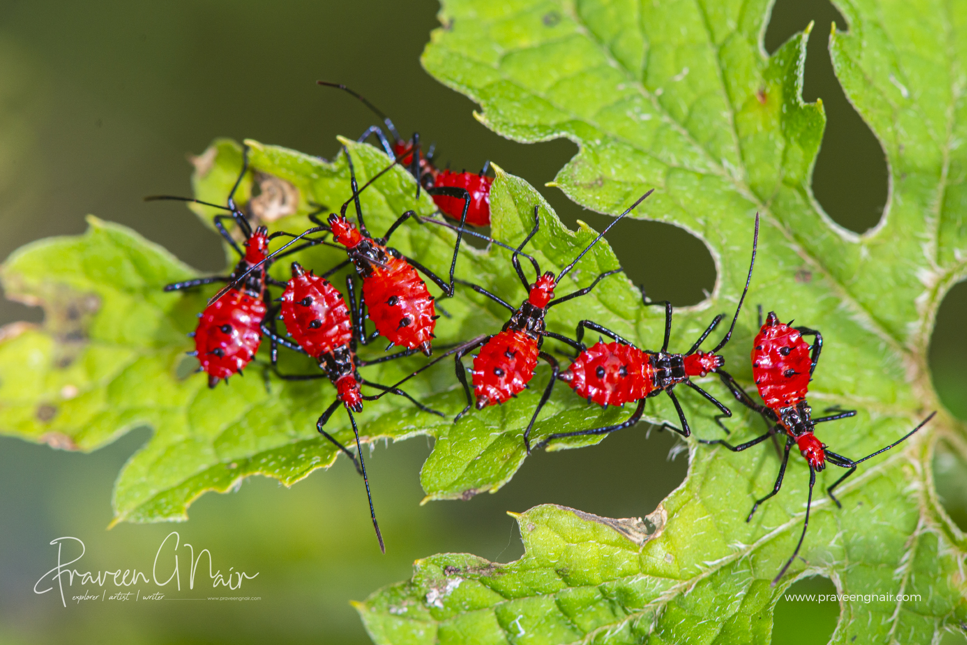 Red assassin bugs, Reduviidae on bitter gourd leaves