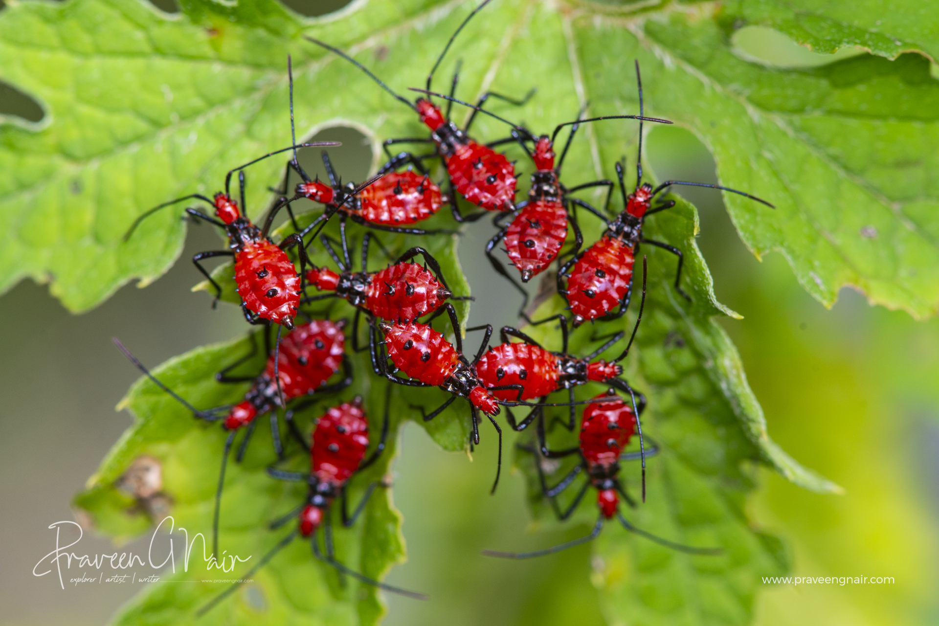 Red assassin bugs on bitter gourd leaves