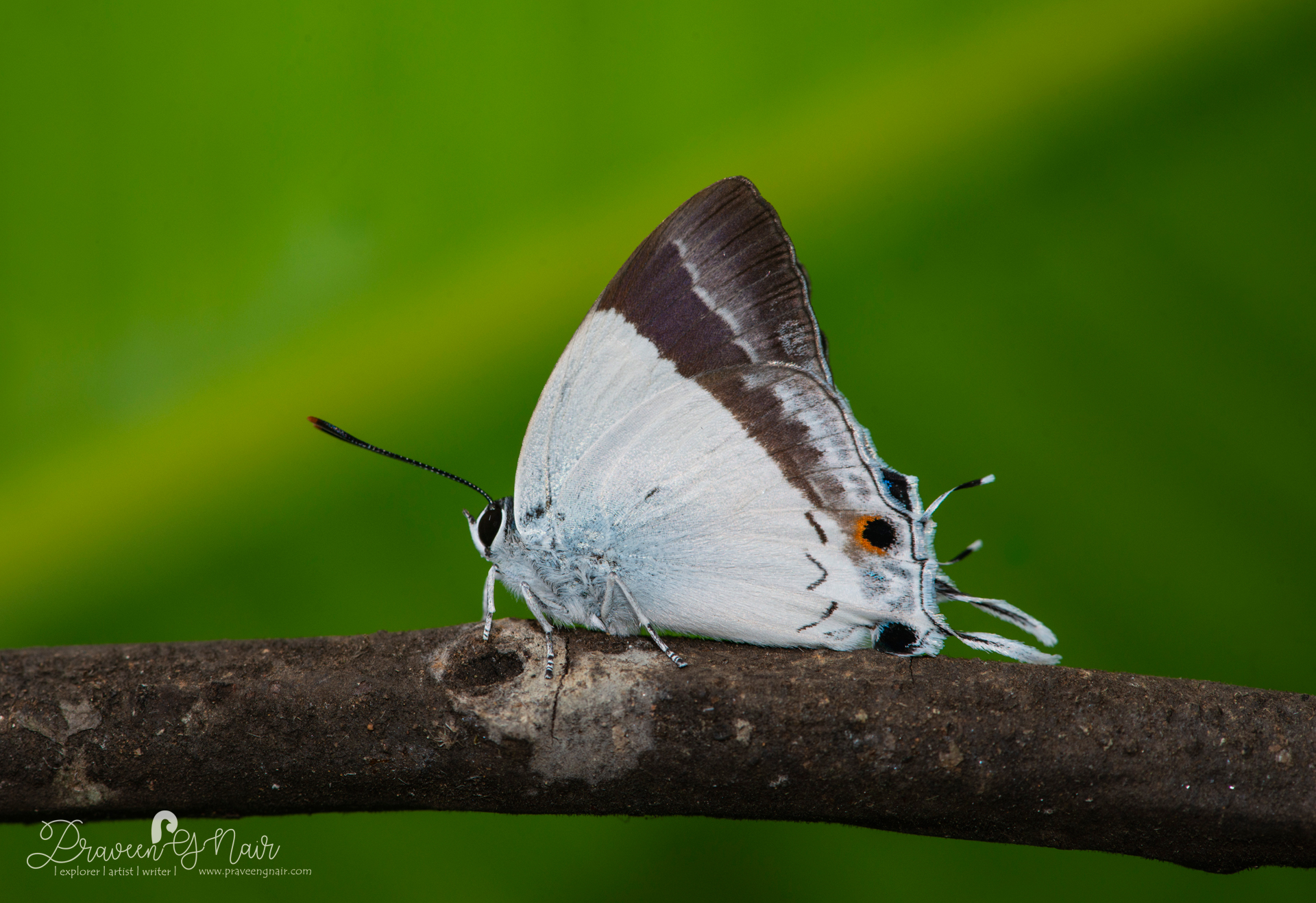 Sahyadri Banded Royal