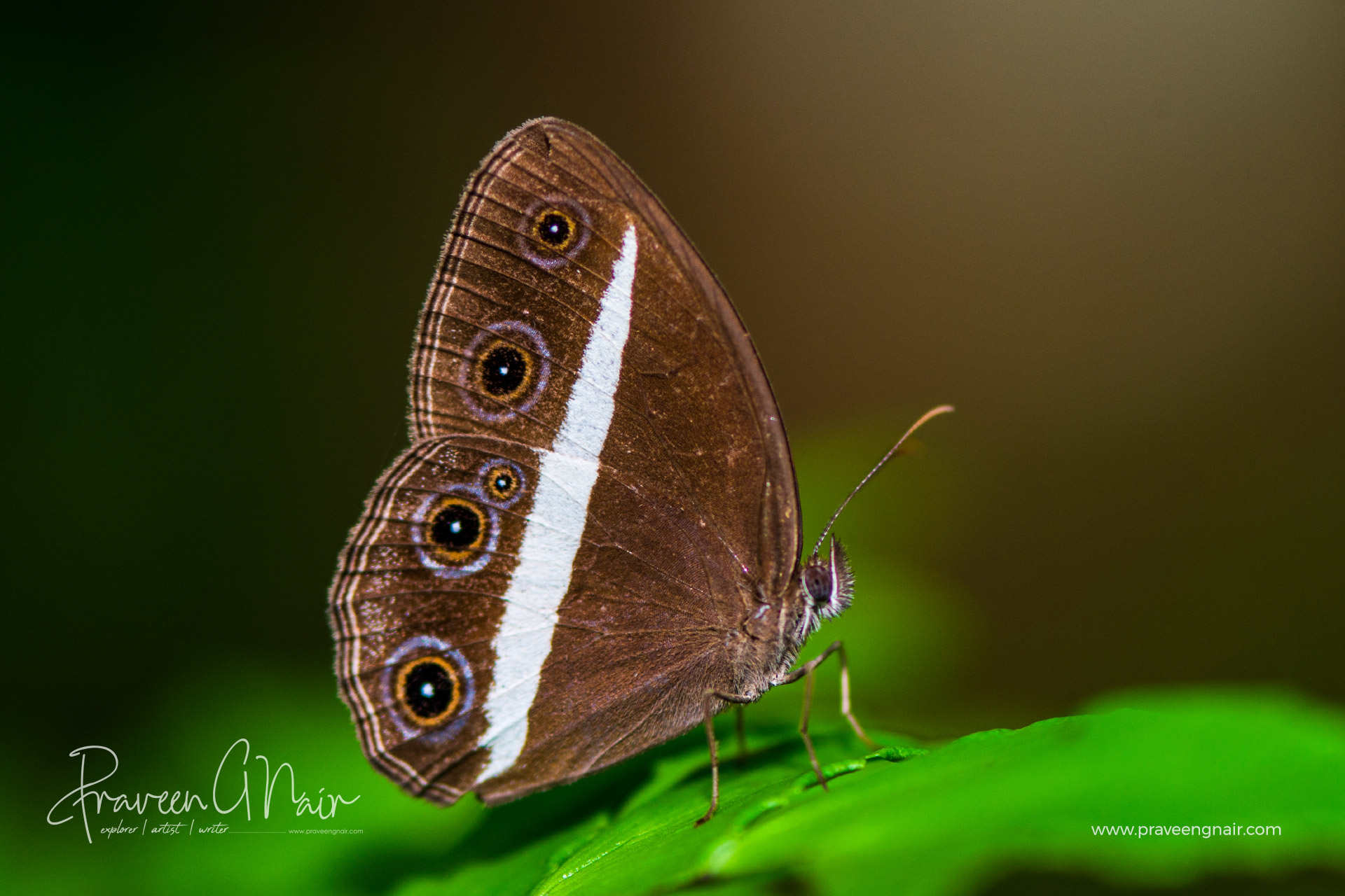 smooth-eyed bushbrown or dark grass-brown