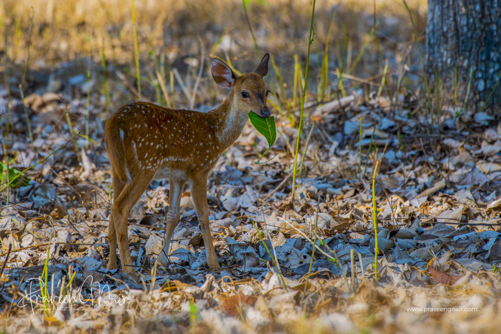 Spotted Deer Cub eating green leaf