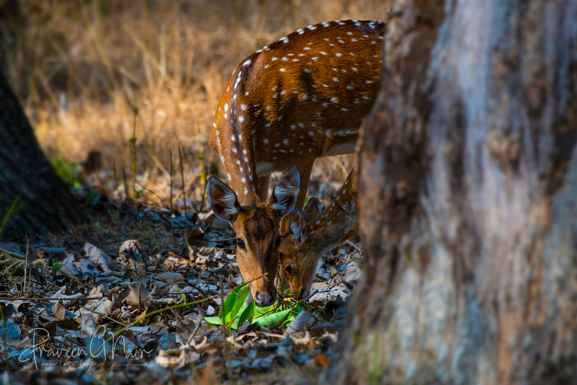 Spotted Deer, Female with a Cub