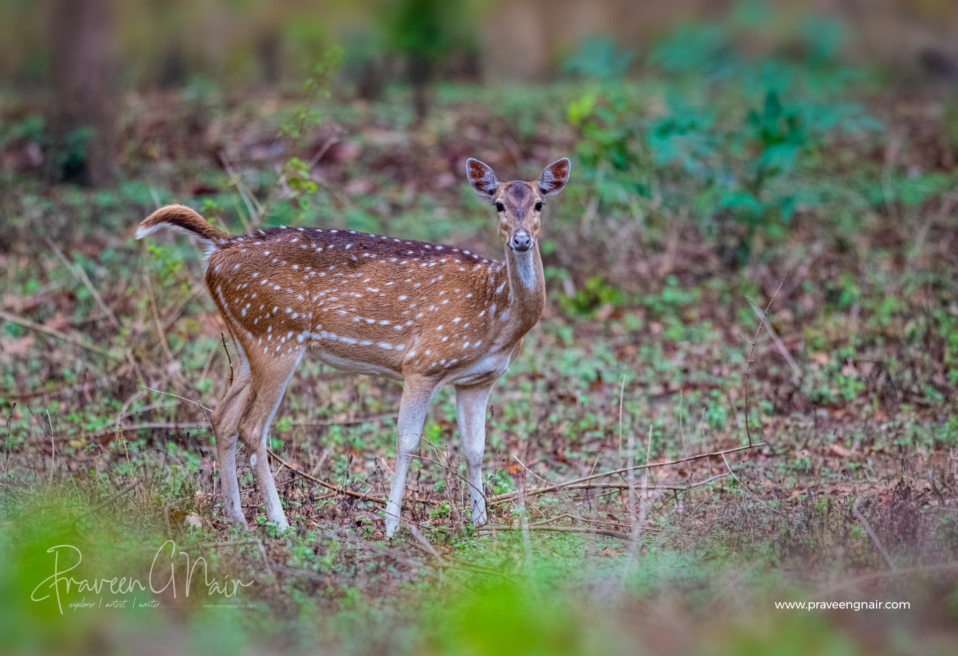 chital, cheetal, spotted deer female