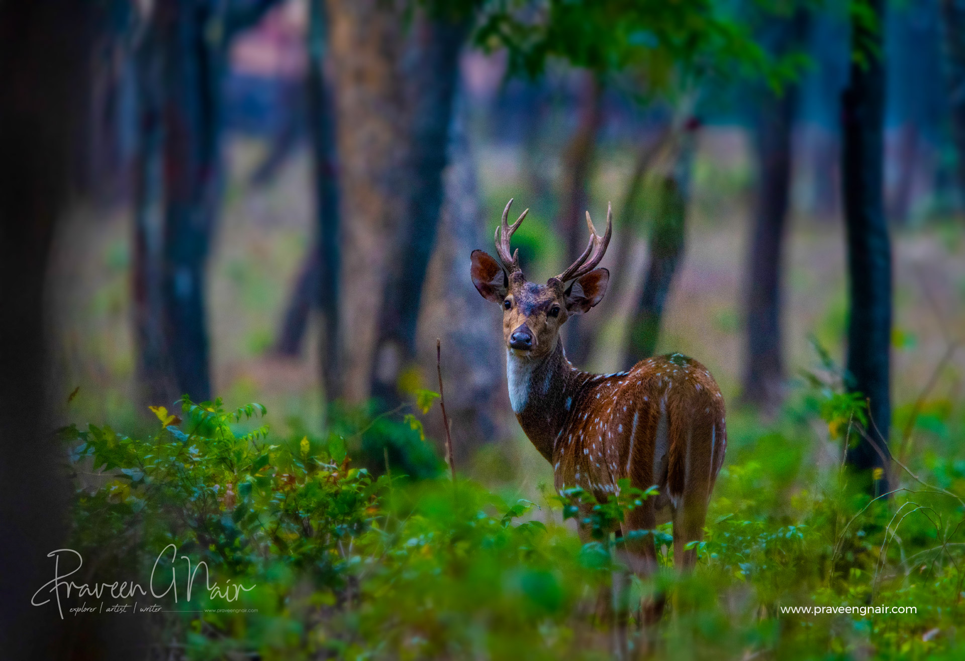 Spotted Deer male