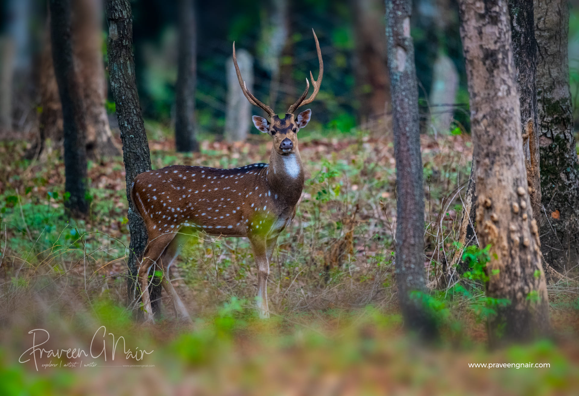 chital, cheetal, spotted deer Male