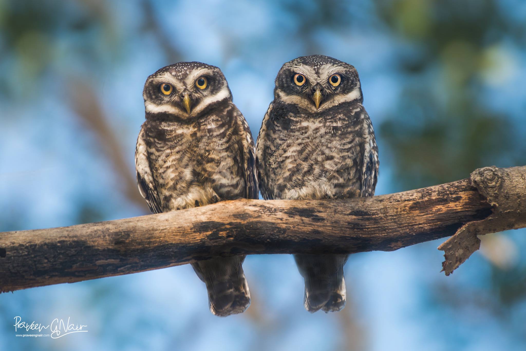 spotted owlet Pair Athene brama