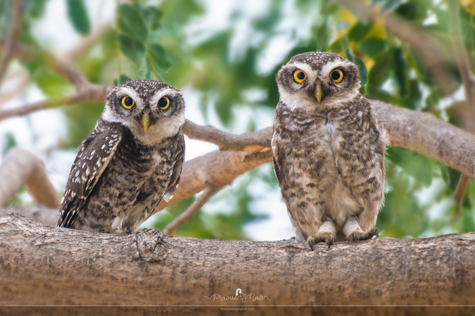 spotted owlet Pair in Tamilnadu Athene brama