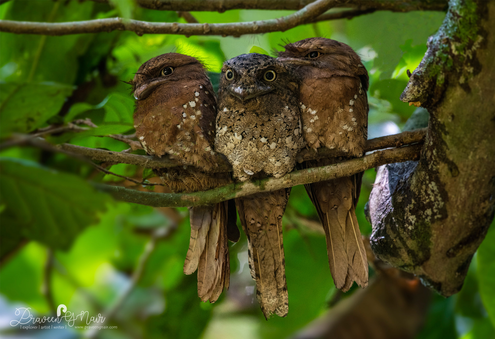 Sri Lankan frogmouth or Ceylon frogmouth