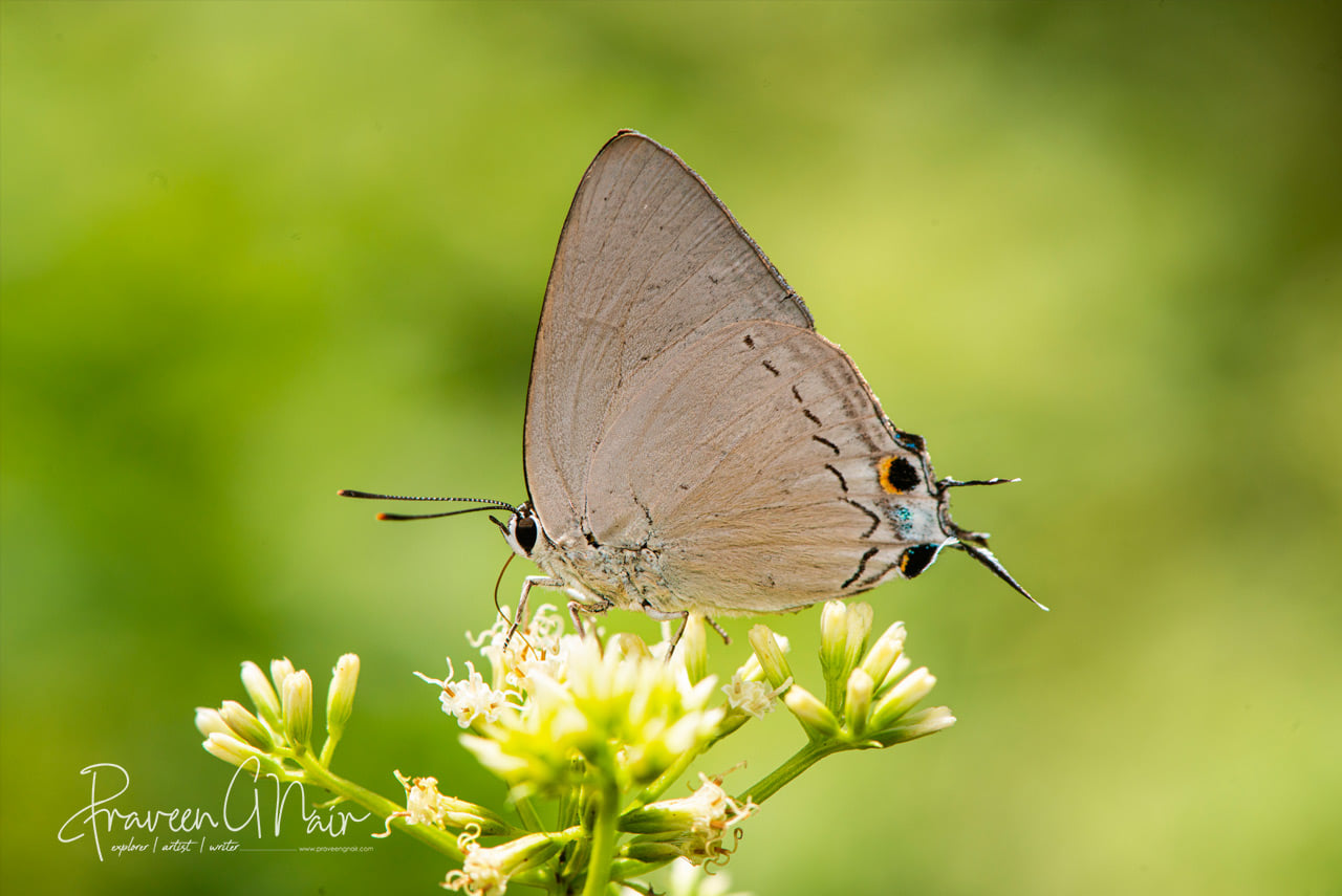 Tajuria cippus, peacock royal