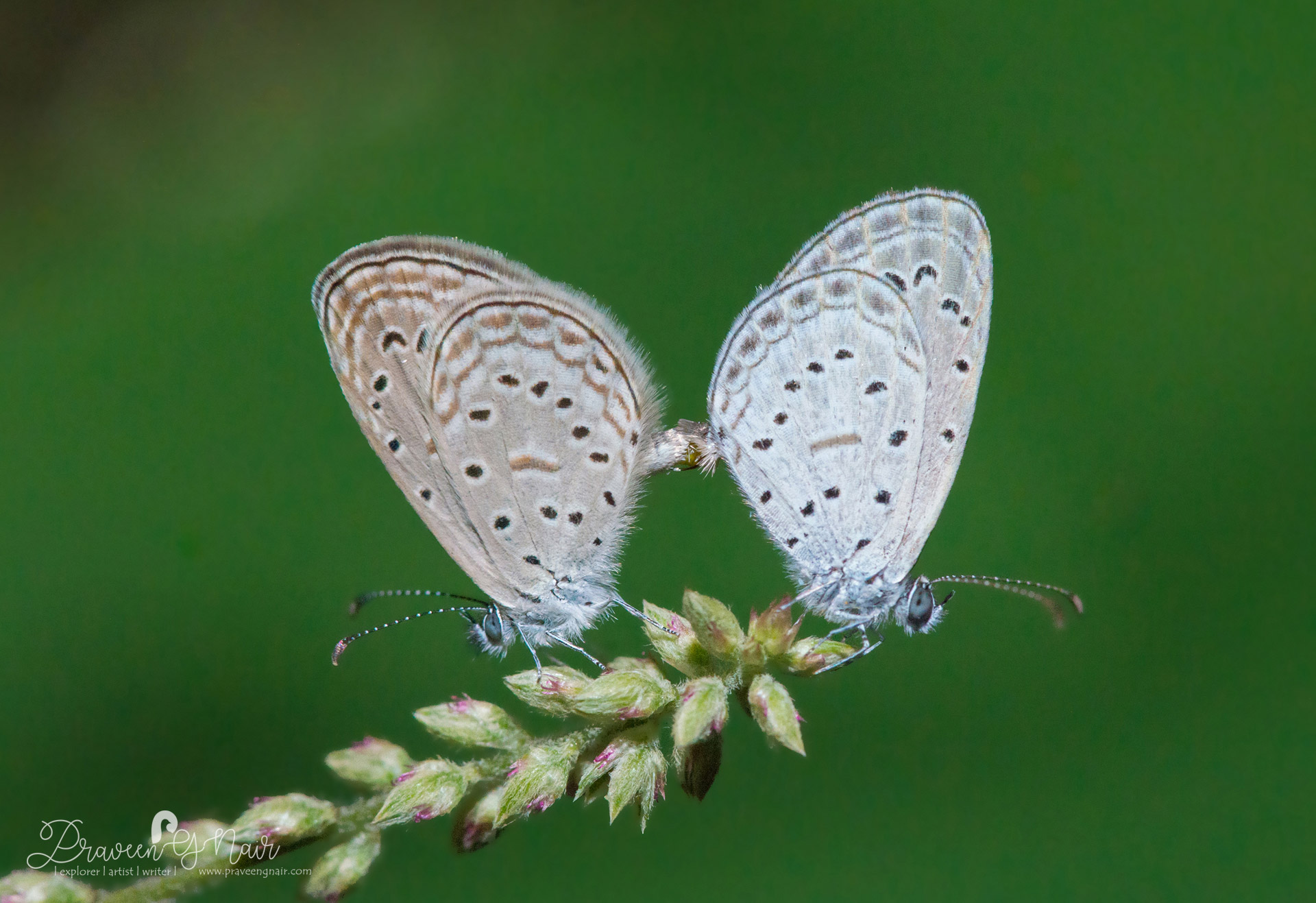 Tiny grass blue, Zizula hylax