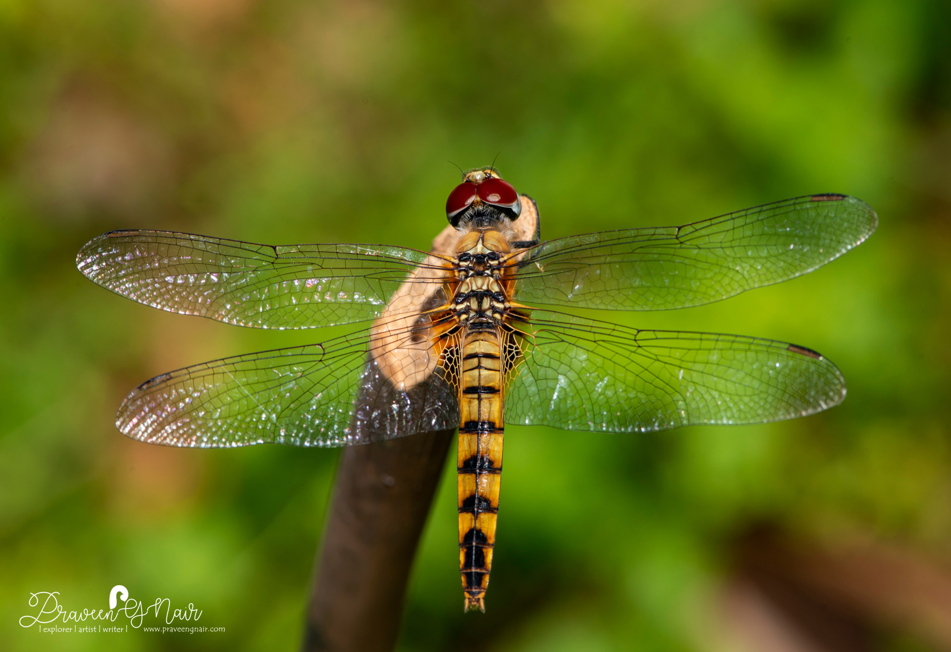 greater crimson glider female, scarlet basker female