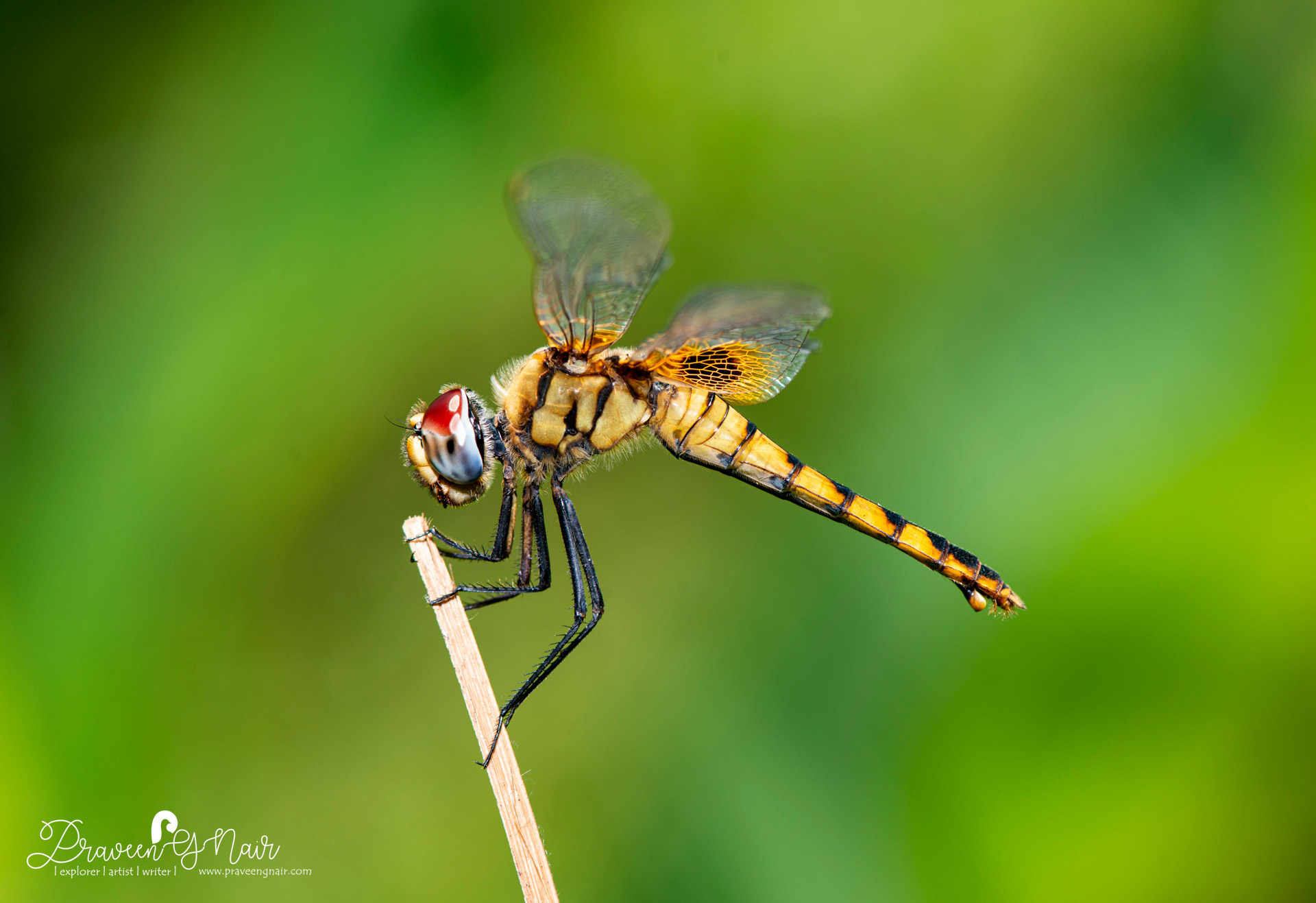 greater crimson glider female, scarlet basker female