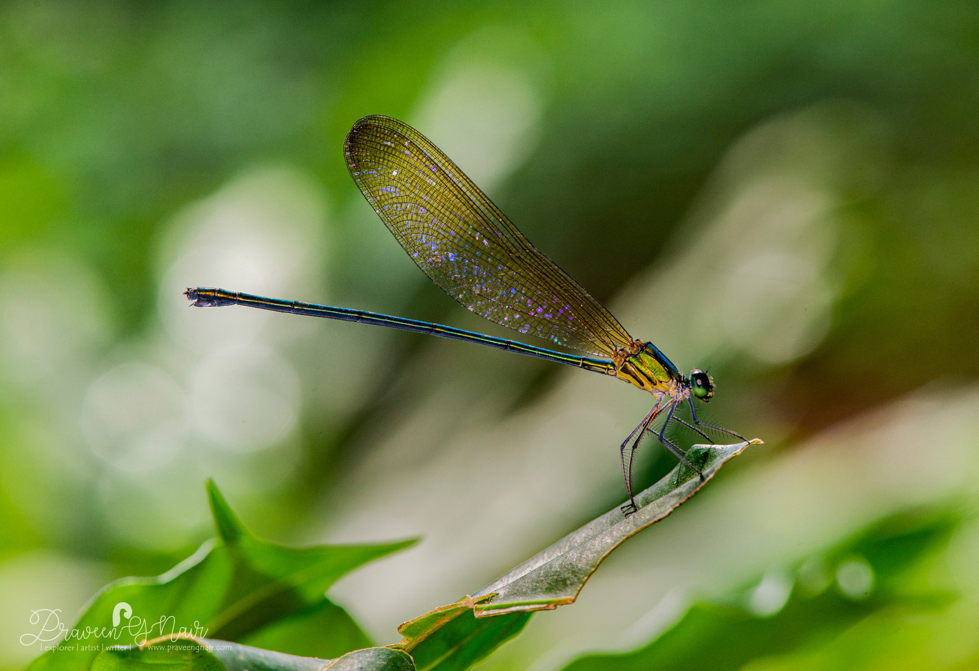 Vestalis gracilis, clear-winged forest glory, clear-winged flash-wing