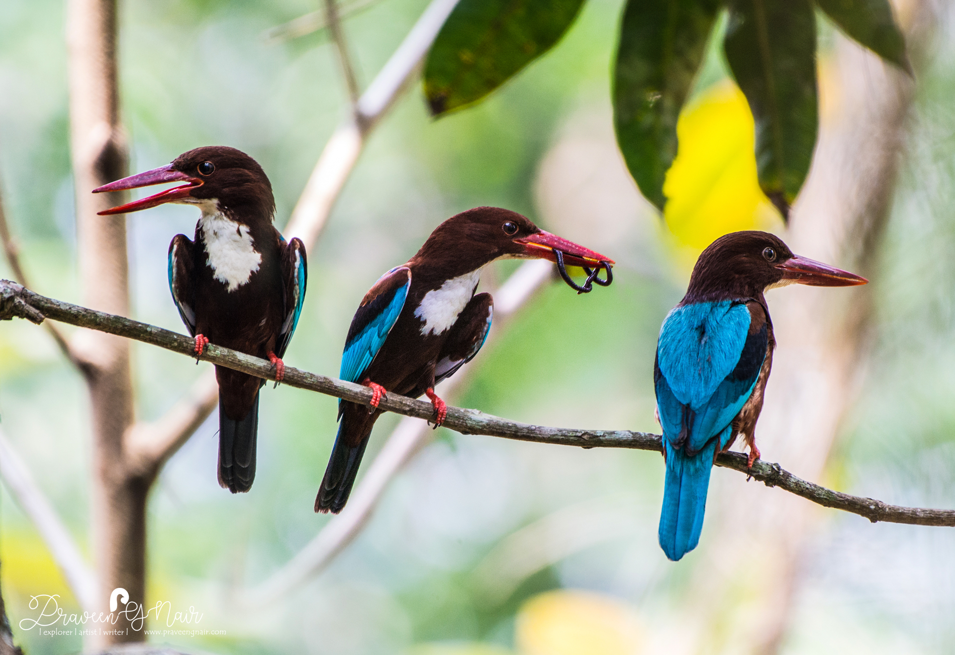 white-throated kingfisher family feeding time
