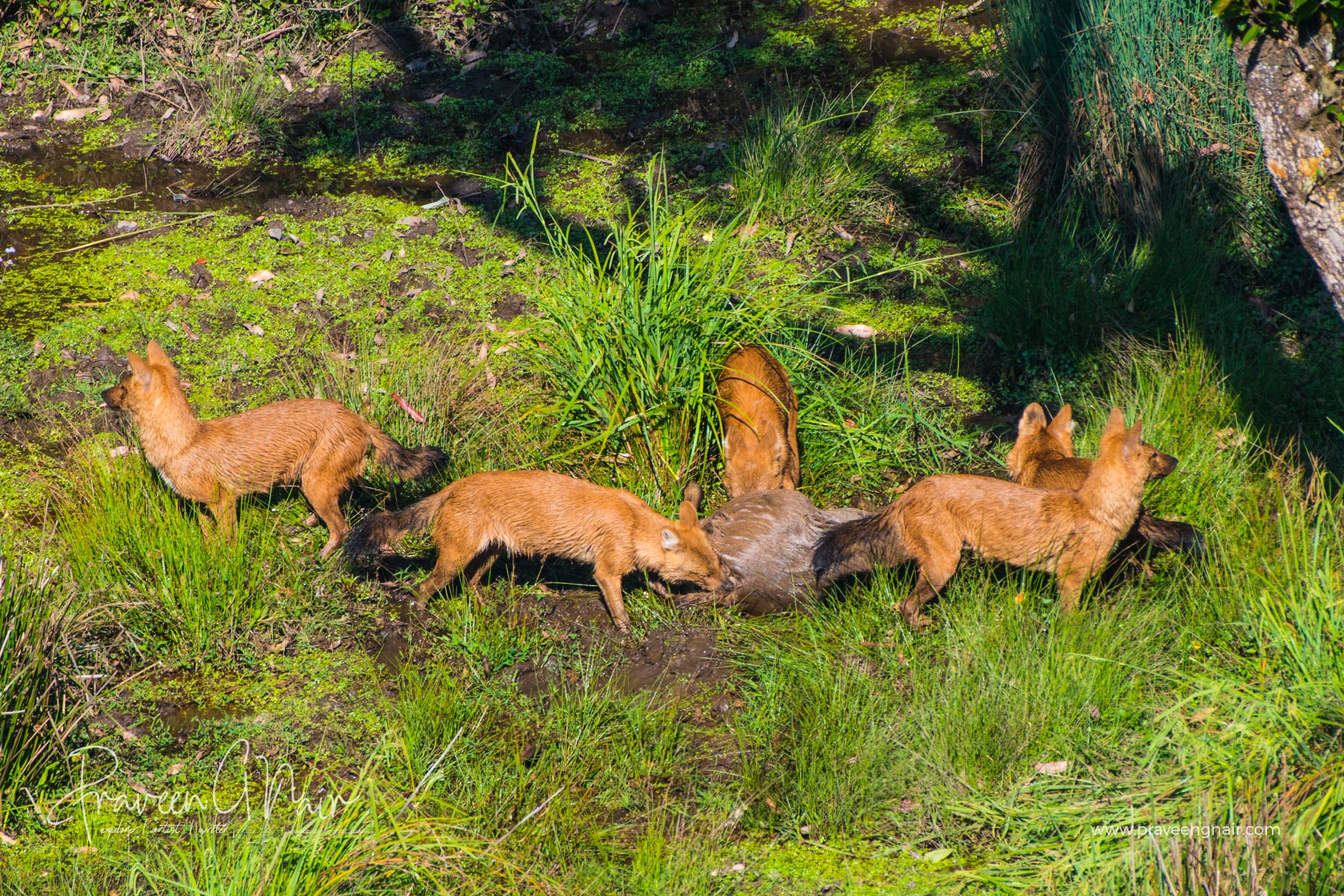 wild dog hunting in sambar deer at Pampadum Shola National Park