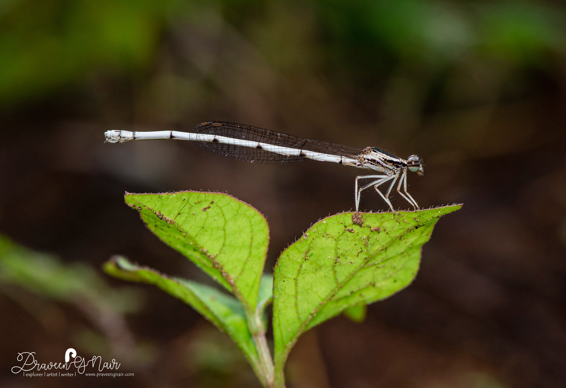 yellow-bush-dart, Copera-marginipes, Platycnemididae