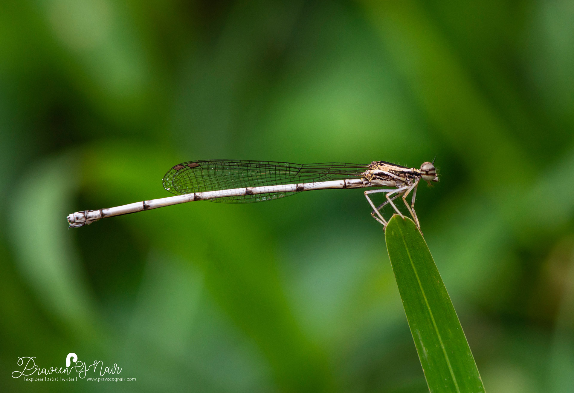 yellow bush dart, Copera marginipes, Platycnemididae