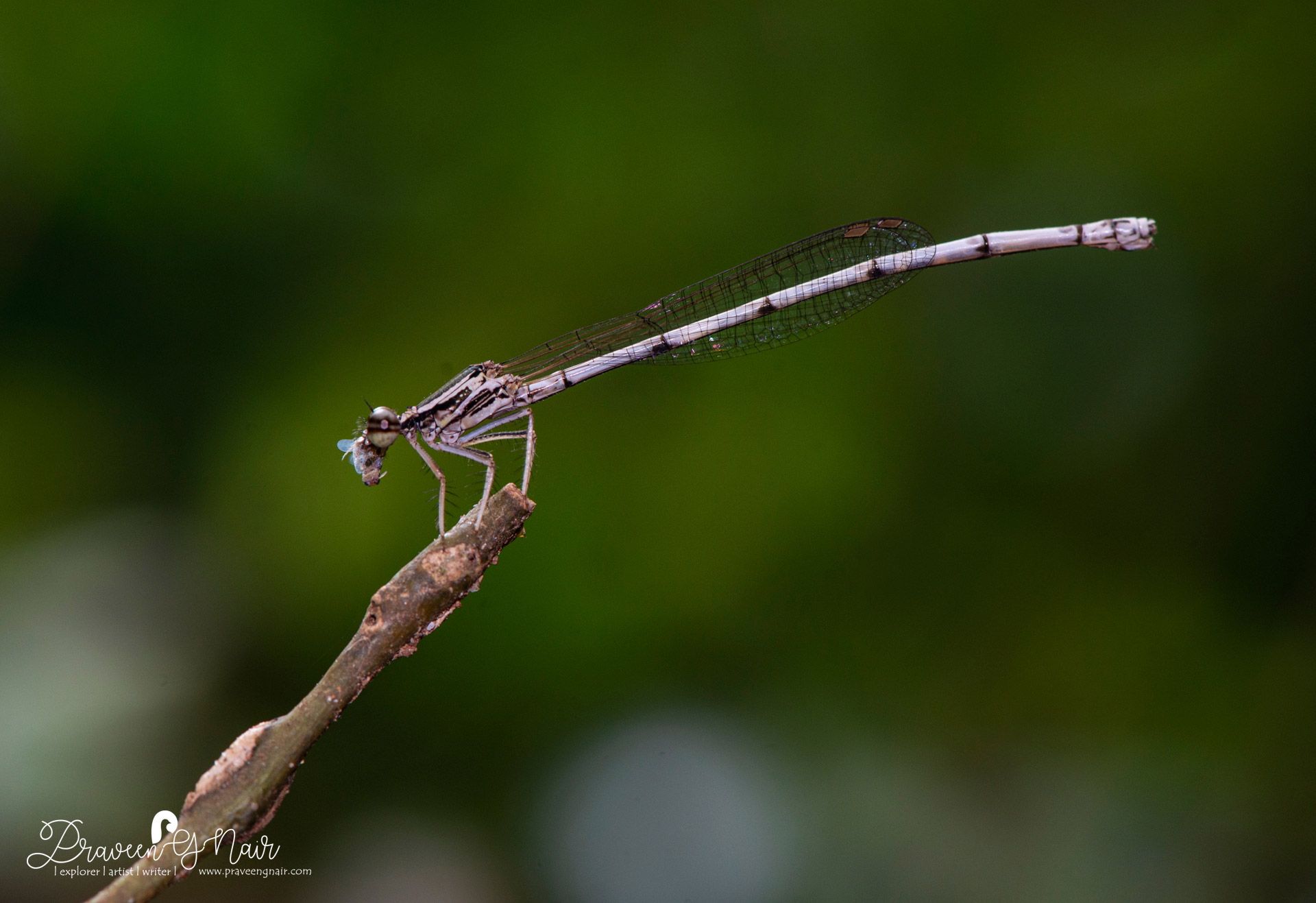 yellow bush dart, Copera marginipes, Platycnemididae