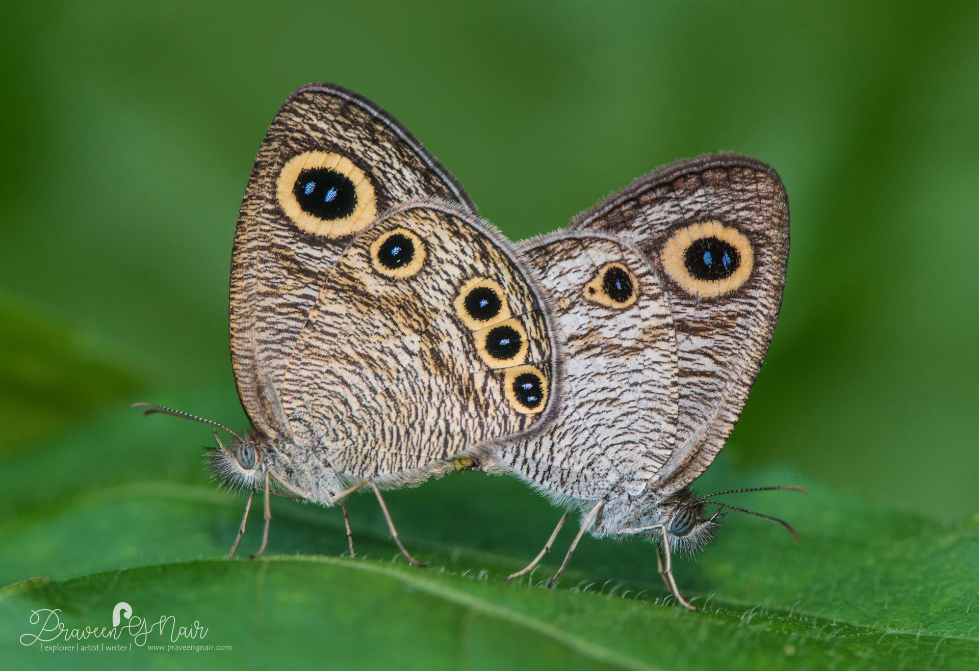 Ypthima huebneri Mating or common fourring