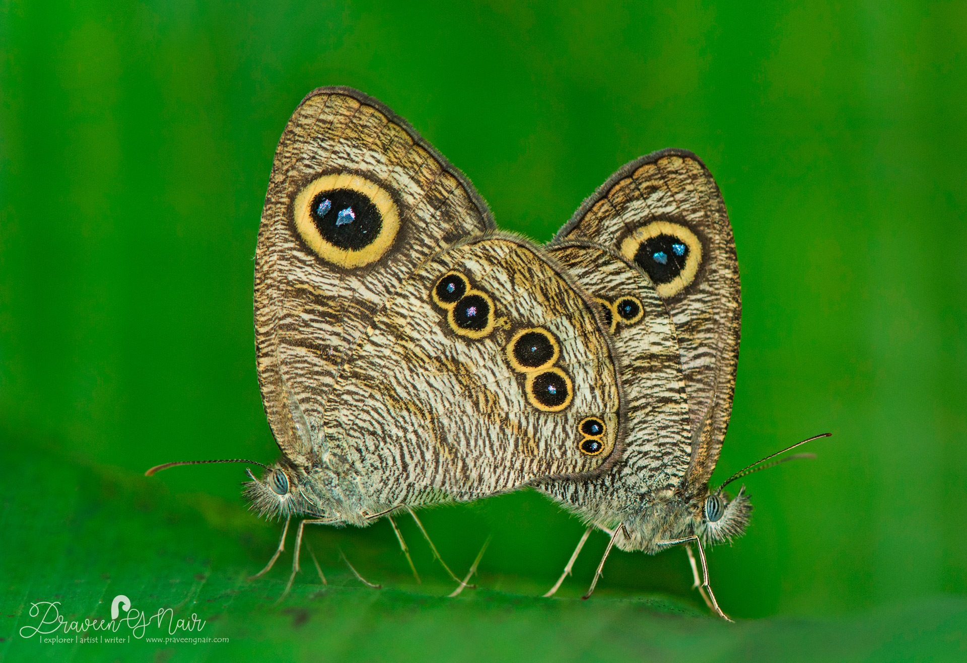 Common four ring Mating