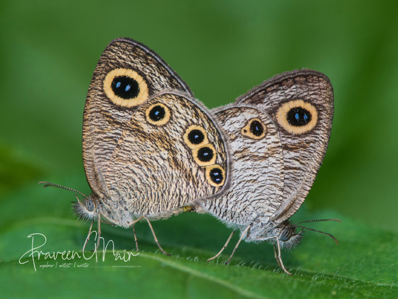 Ypthima-huebneri or common fourring Mating