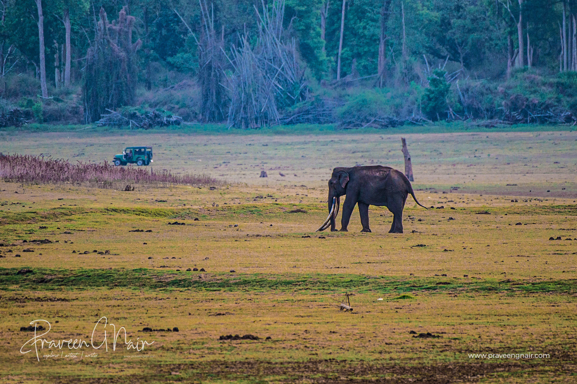 Bhogeshwarar_Mr. Kabini_tusker