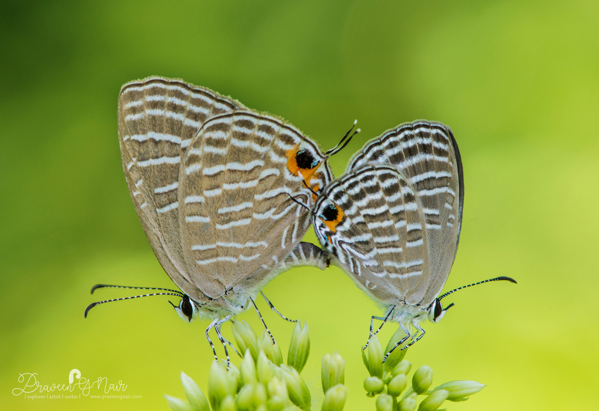 Common Cerulean or Jamides celeno Mating Butterflies
