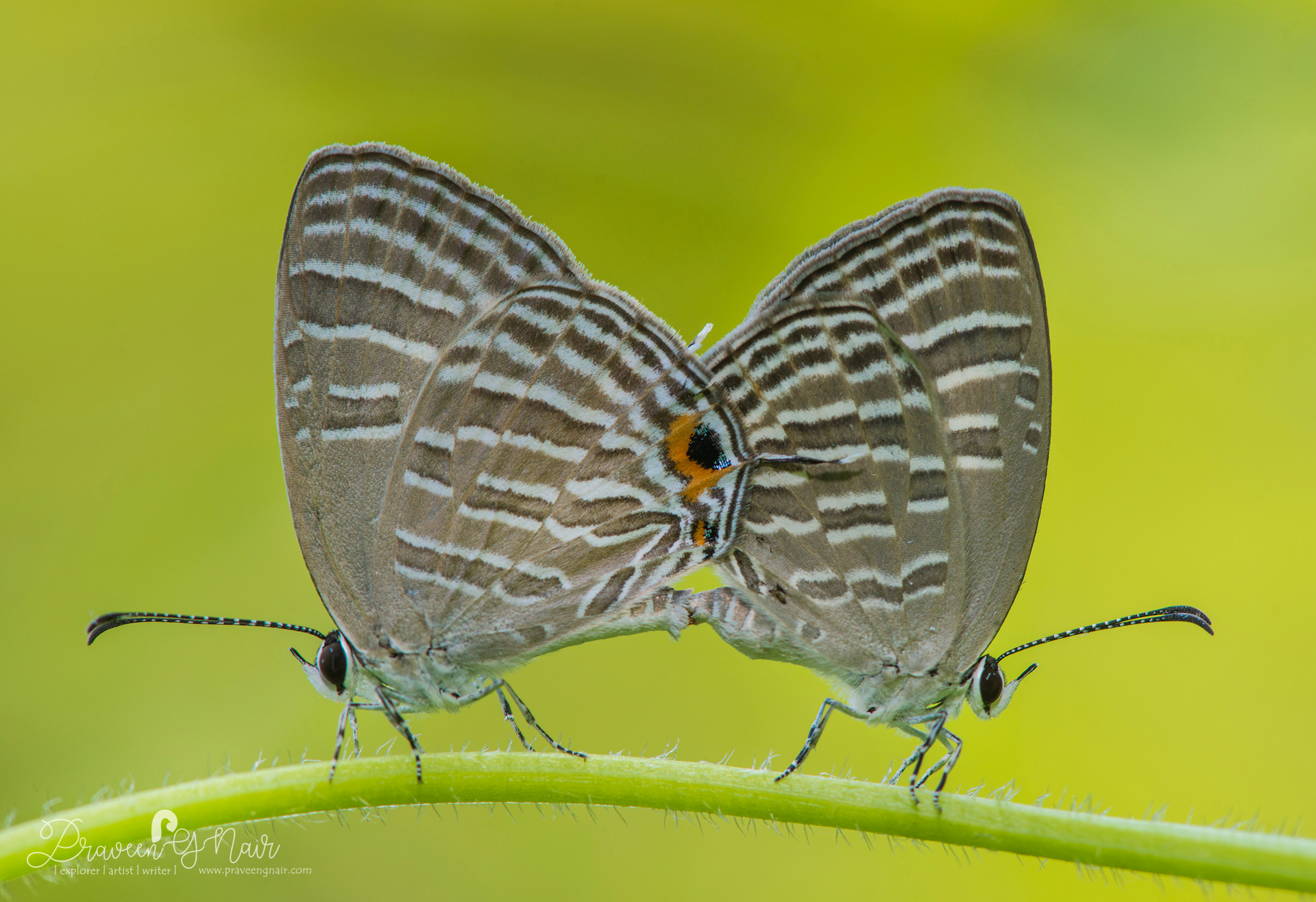 Common cerulean, Jamides celeno, blues family,