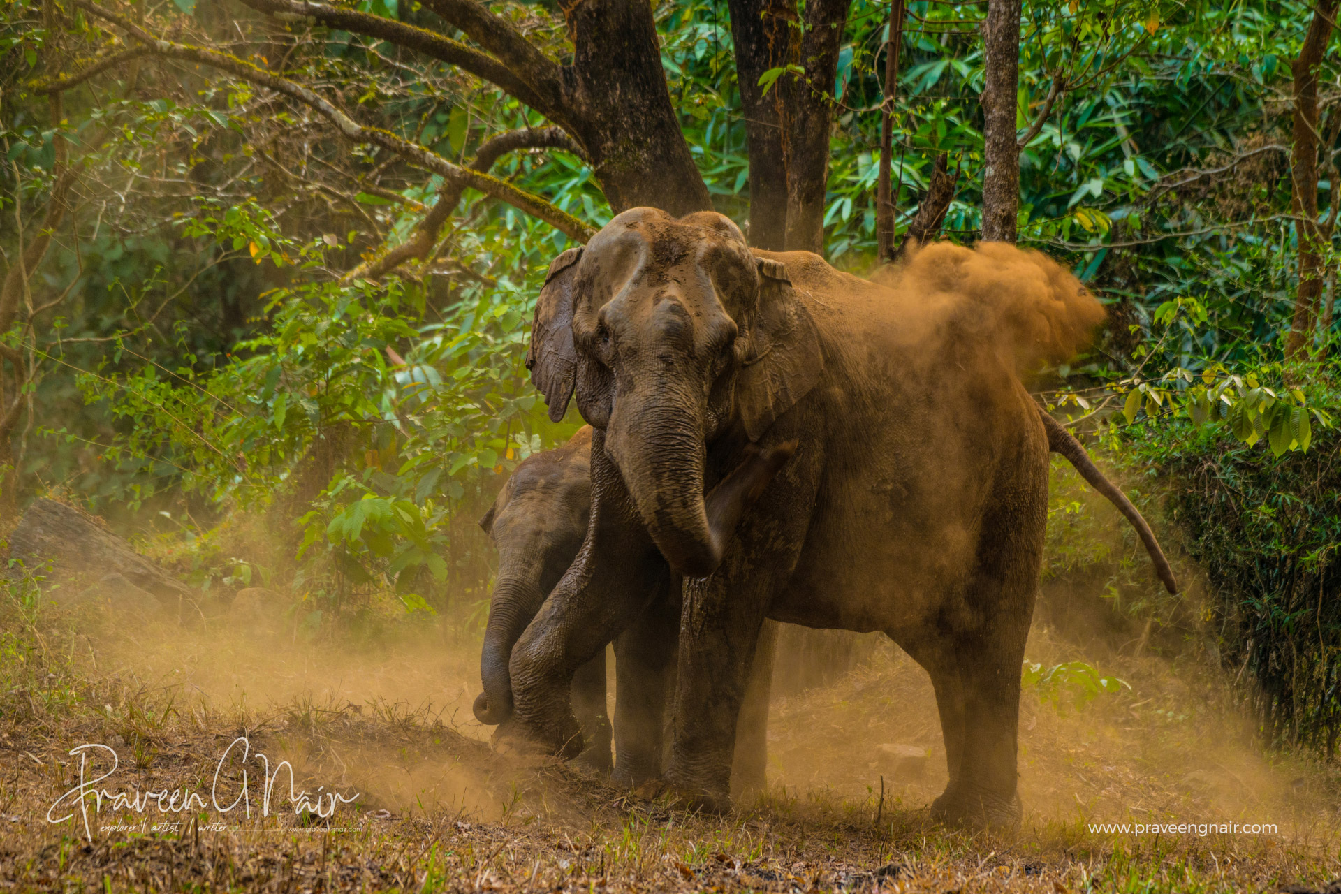 elephant and baby elephant doing mud bath in vazhachal forest