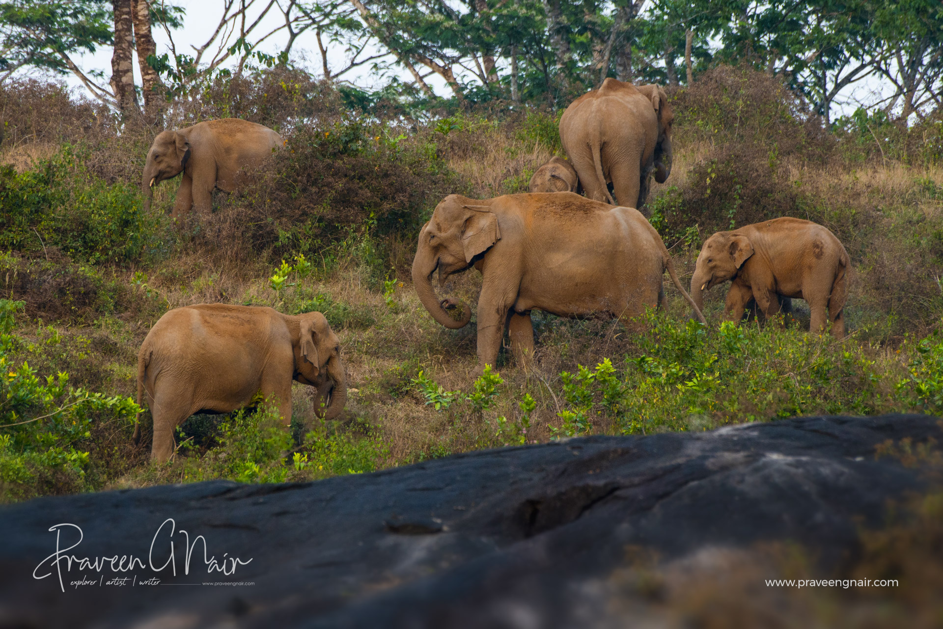 elephant group consume grass at vazhachal forest