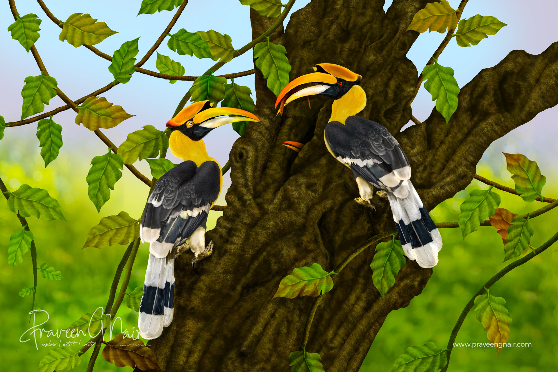 Great indian hornbill pair in nest with feeding for baby painting