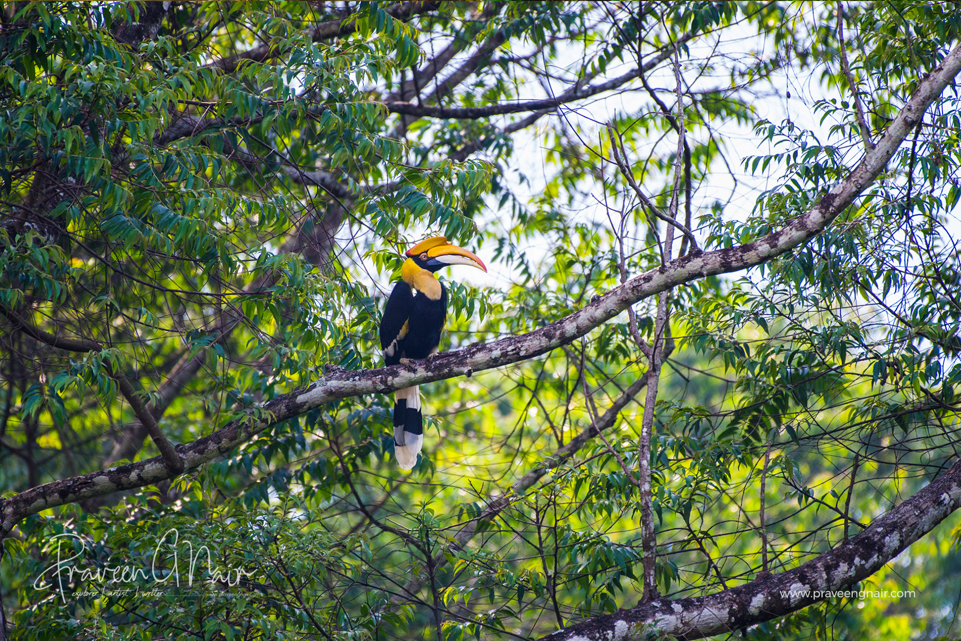 Great indian hornbill sitting in a tree branch near athirapally waterfalls